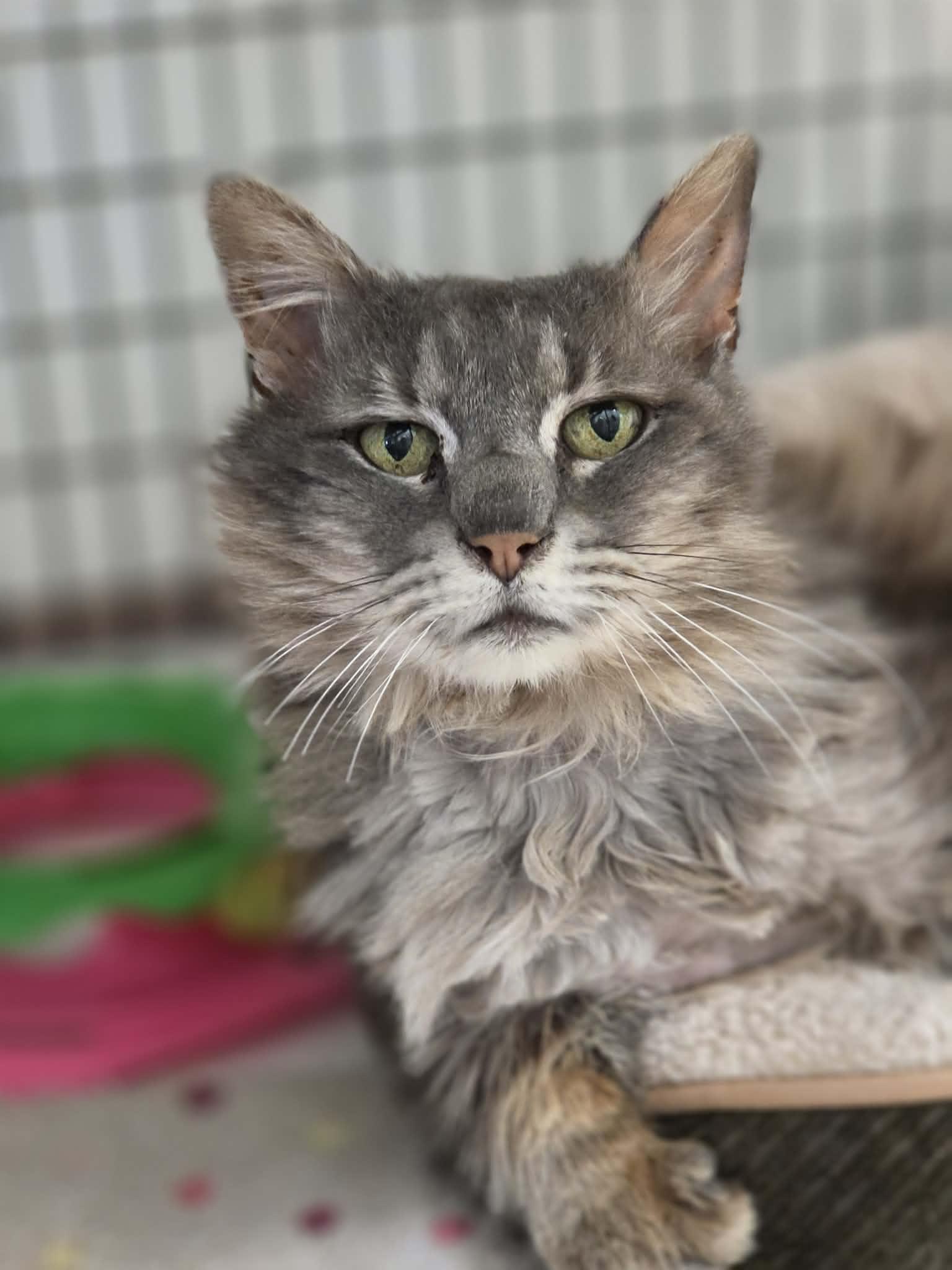 Beaker, ADOPTABLE, Senior Female Extra-Toes Cat / Hemingway Polydactyl.