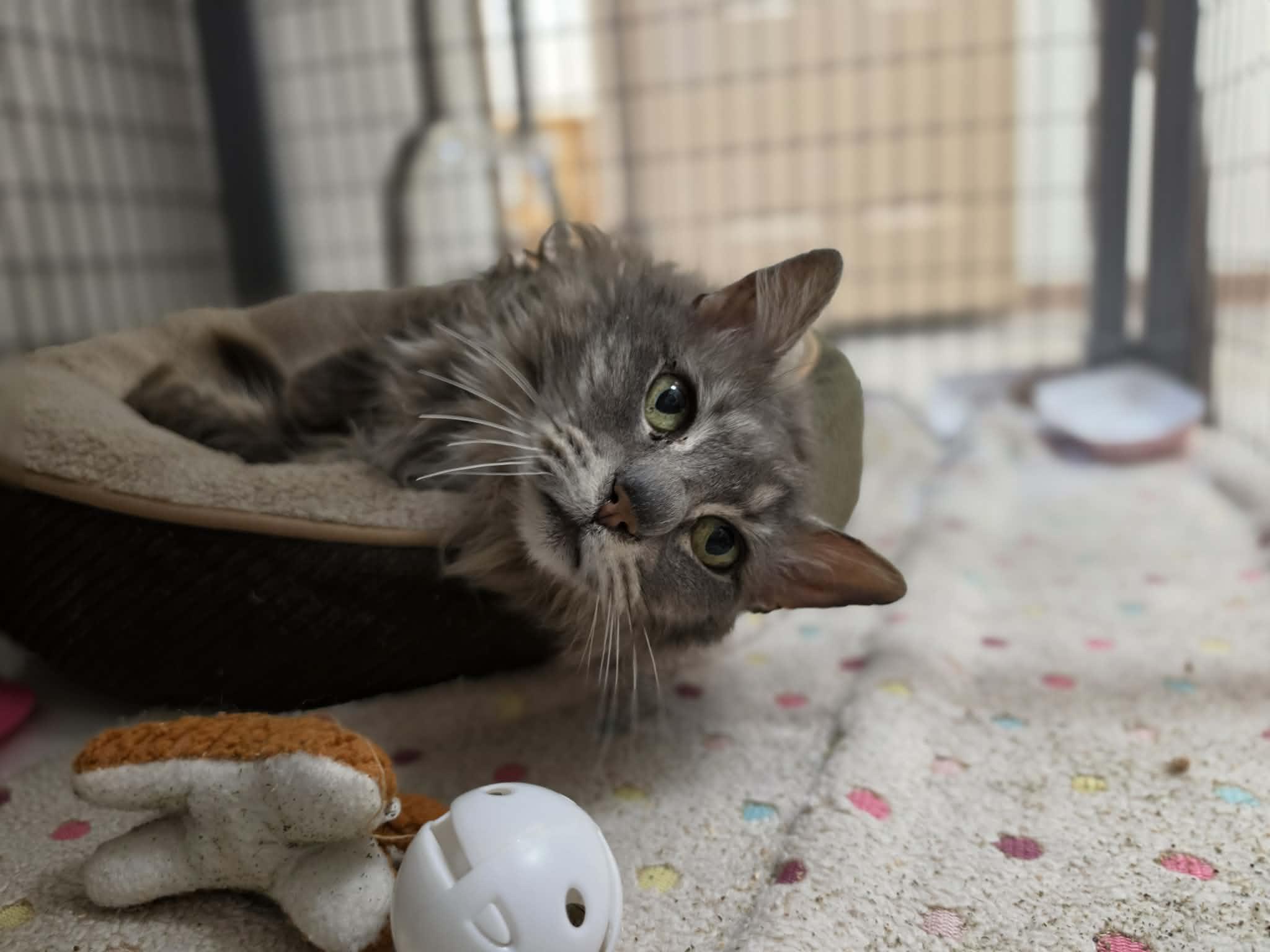 Enlarge Beaker, a ADOPTABLE Extra-Toes Cat / Hemingway Polydactyl in Grants Pass, OR image 3/4