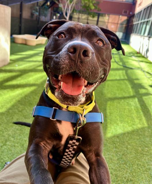 Enlarge MARVEL, a Adoptable Pit Bull Terrier in San Francisco, CA image 1/1