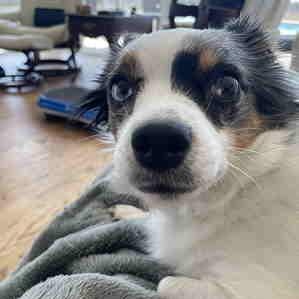 PENNY JANE (Super Cute, Sweet, Loves Belly Rubs, and Loves Being With People)