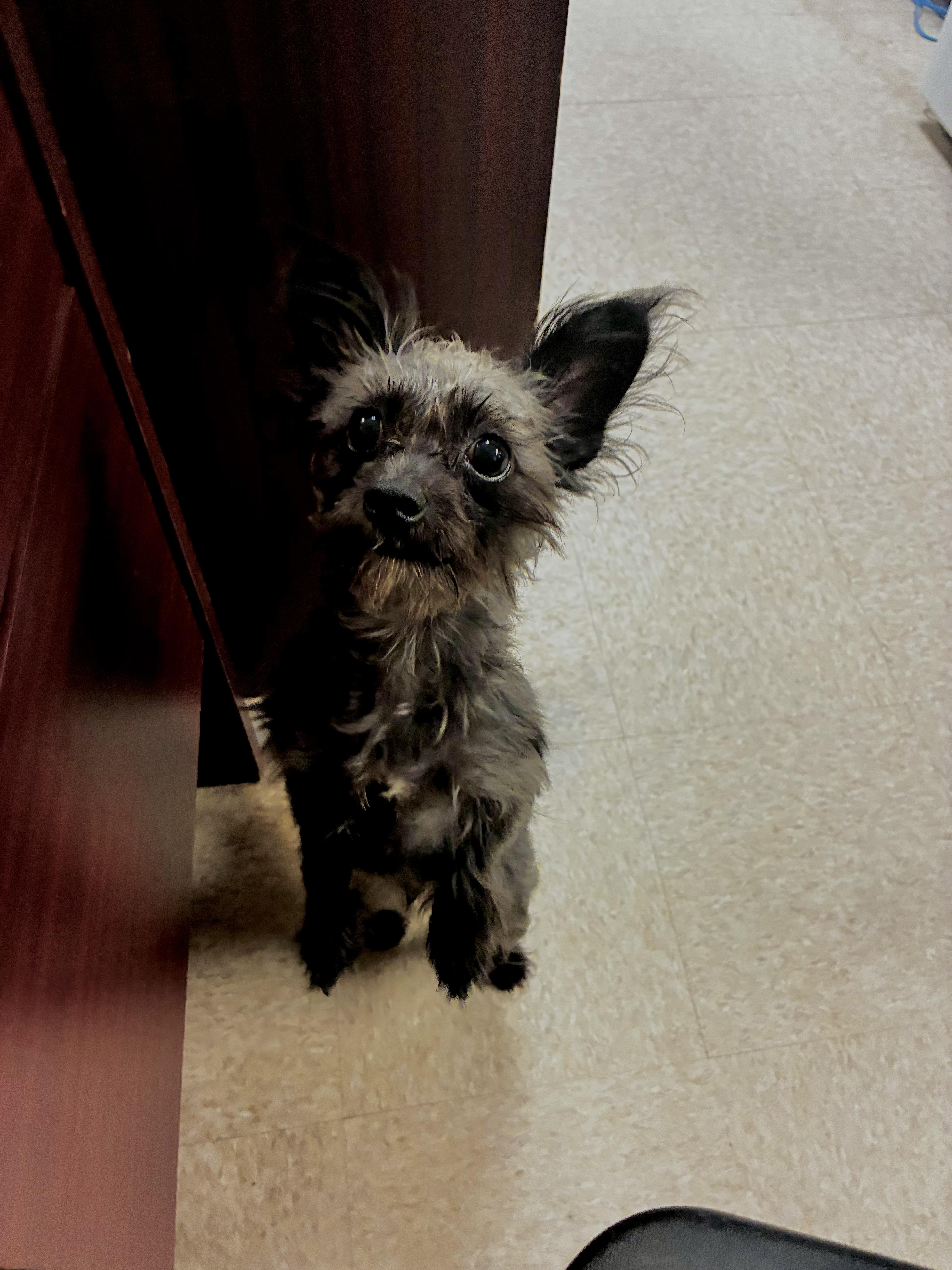 Joe, an adopted mixed breed in Port Washington, NY image 2/2