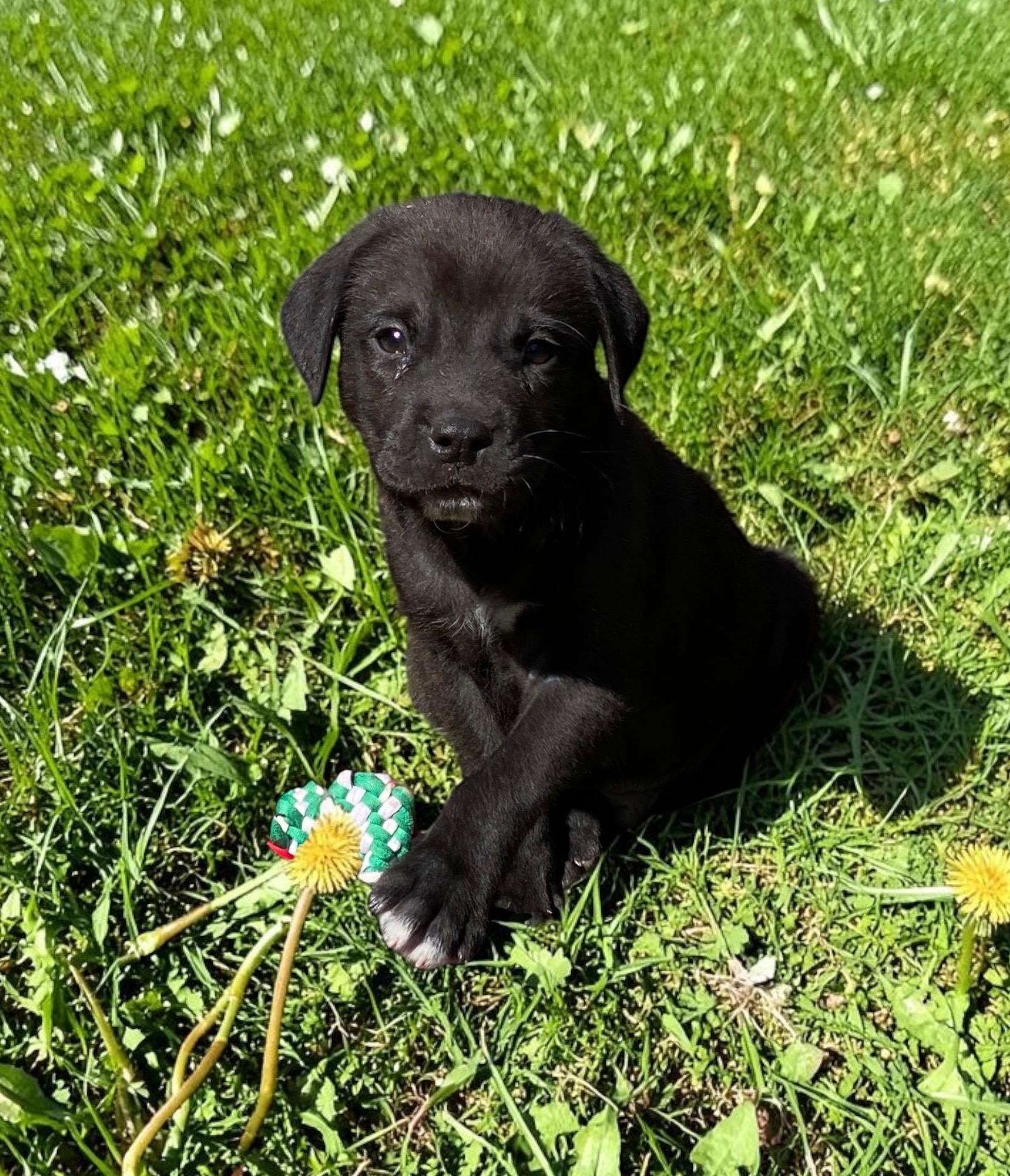 Enlarge Indigo *PARTIALLY SPONSORED*, a Adoptable mixed breed in Avon, CT image 5/6