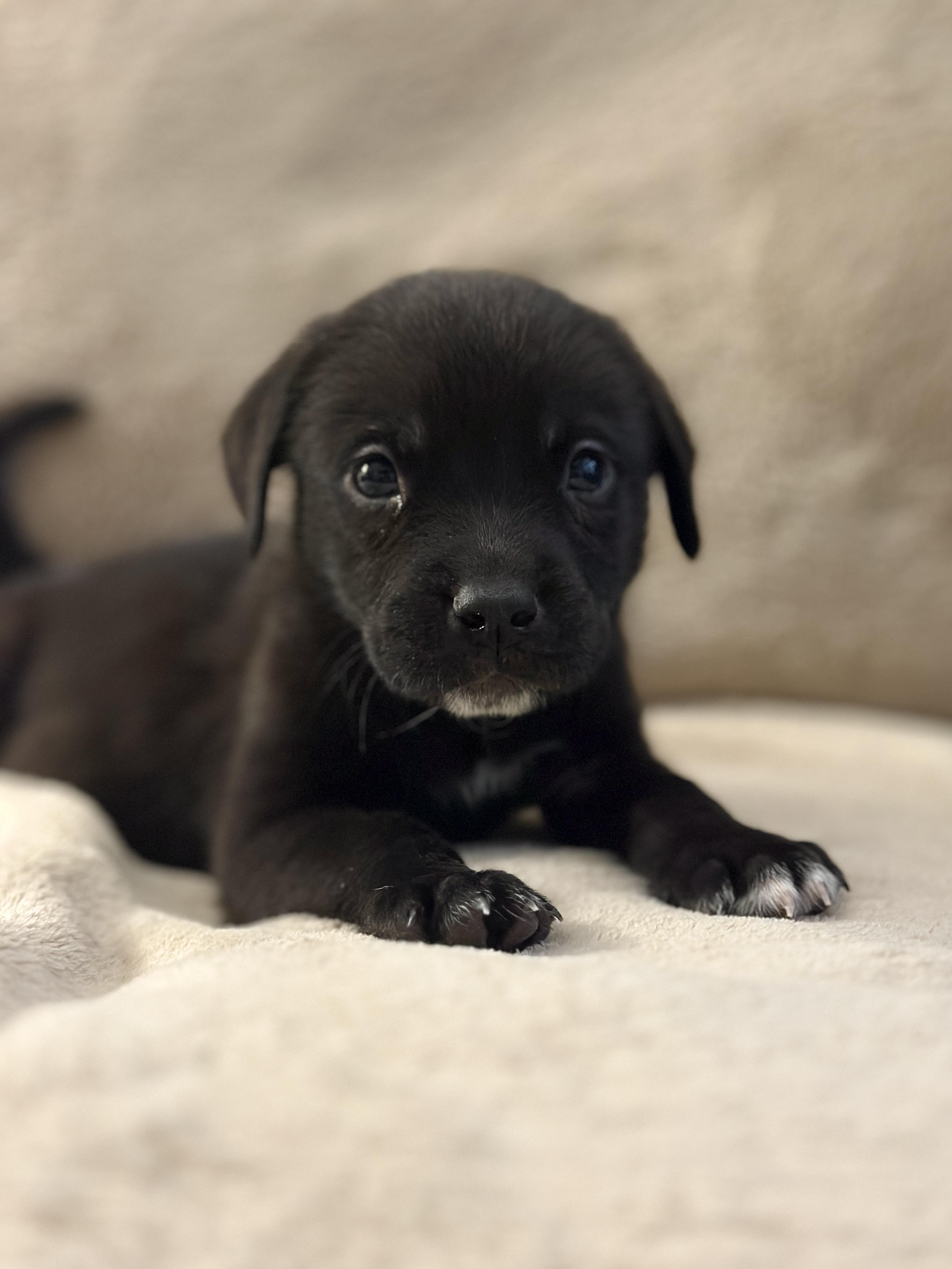 Enlarge Indigo *PARTIALLY SPONSORED*, a Adoptable mixed breed in Avon, CT image 6/6