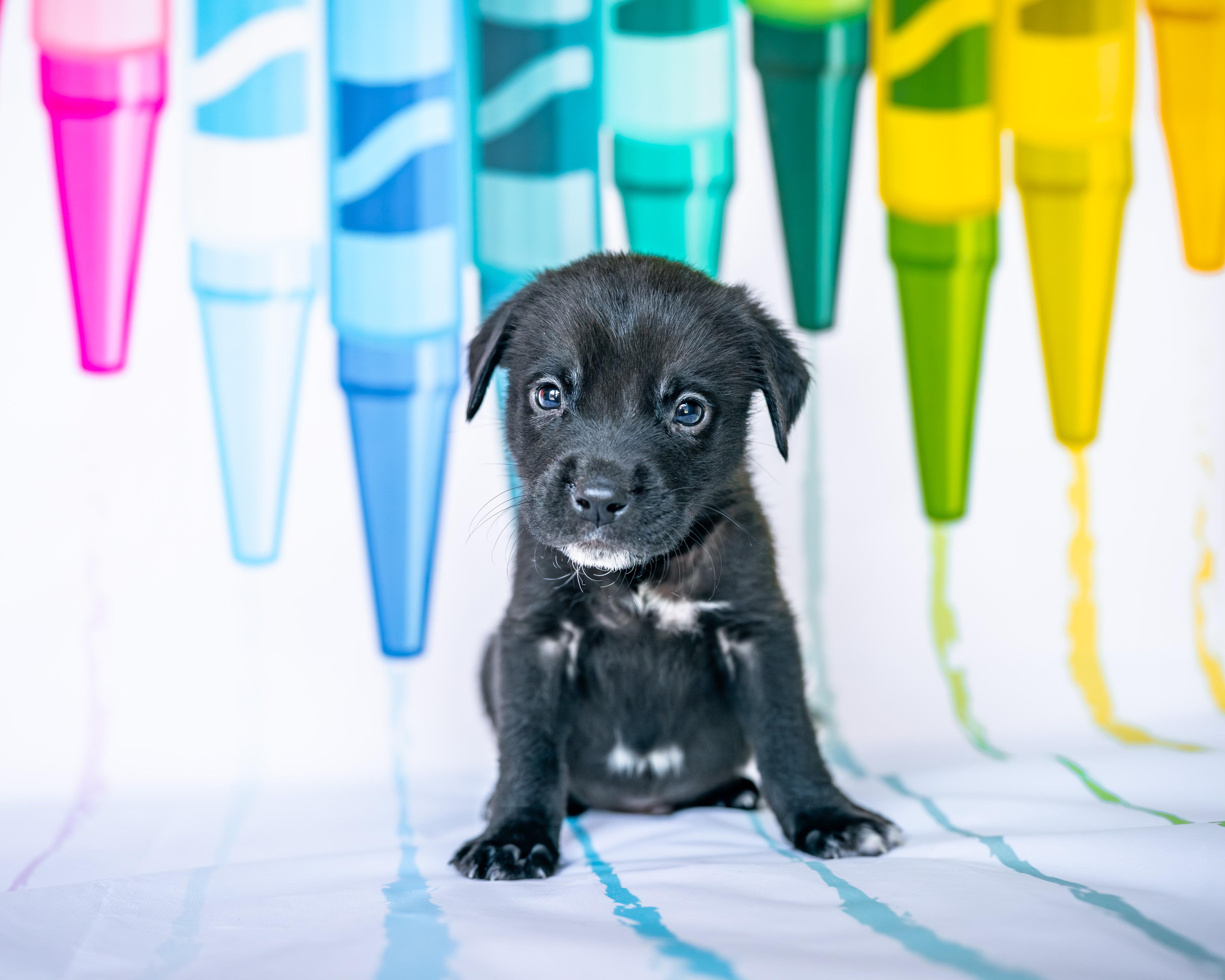 Enlarge Indigo *PARTIALLY SPONSORED*, a Adoptable mixed breed in Avon, CT image 3/6