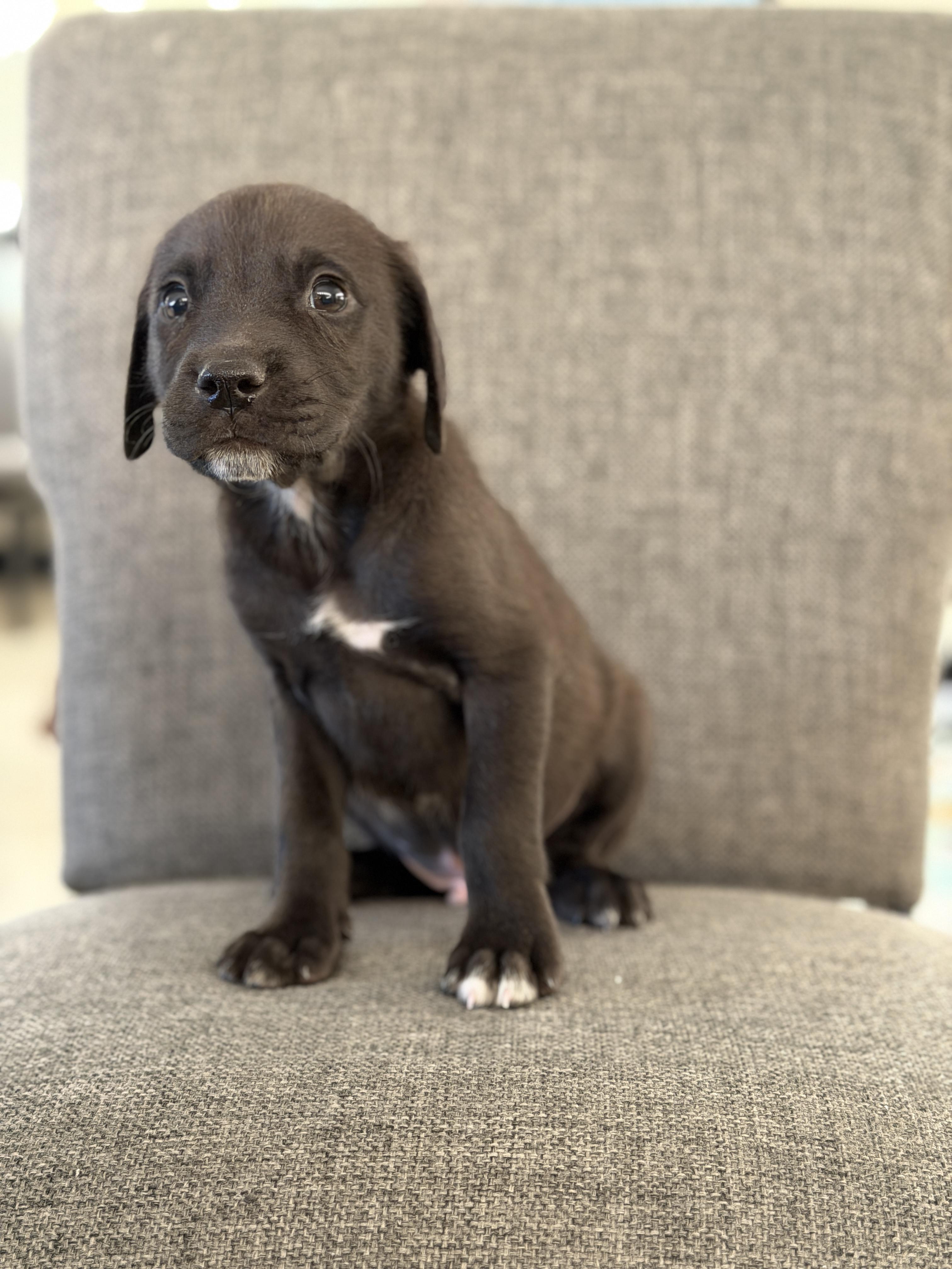 Enlarge Indigo *PARTIALLY SPONSORED*, a Adoptable mixed breed in Avon, CT image 4/6