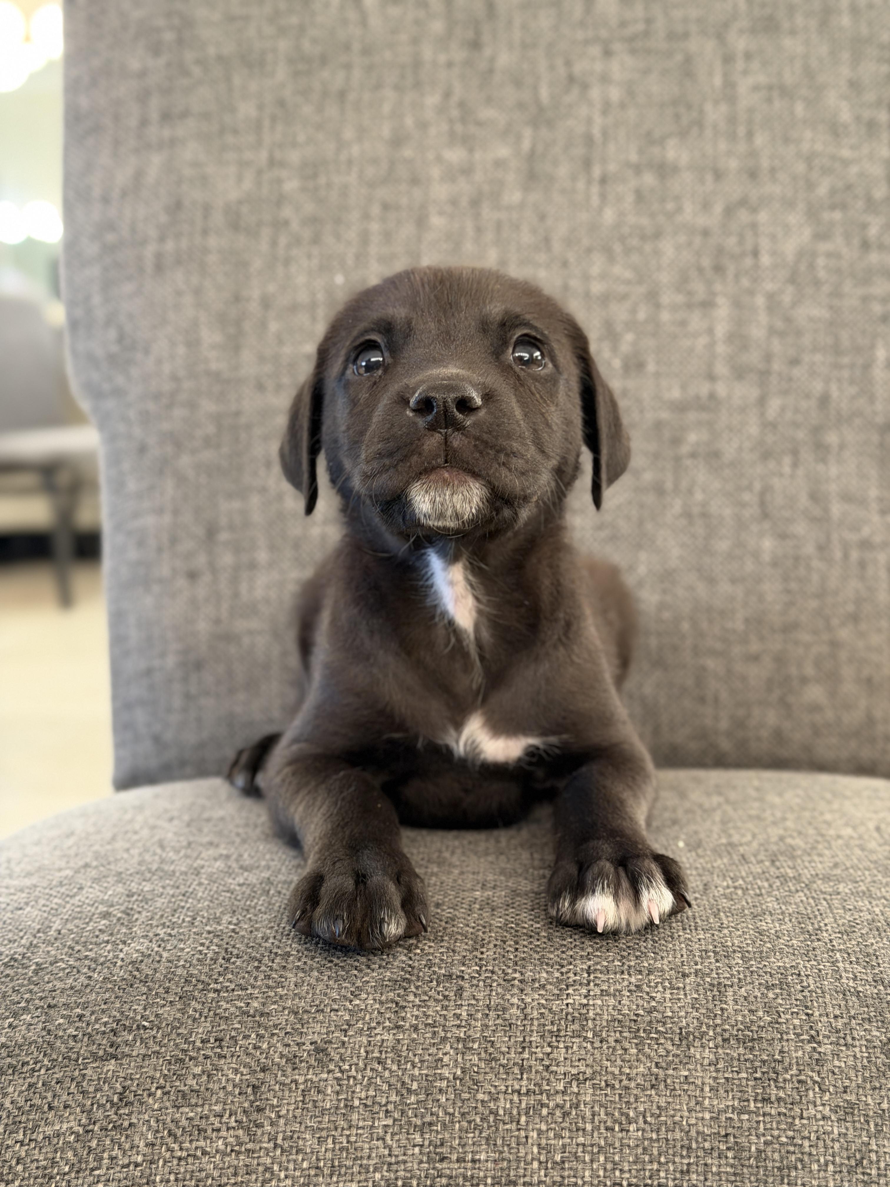 Indigo *PARTIALLY SPONSORED*, Adoptable, Puppy Male Labrador Retriever & Pit Bull Terrier.