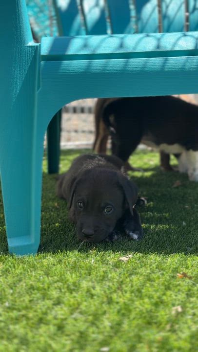 Enlarge Indigo *PARTIALLY SPONSORED*, a Adoptable mixed breed in Avon, CT video 2/6