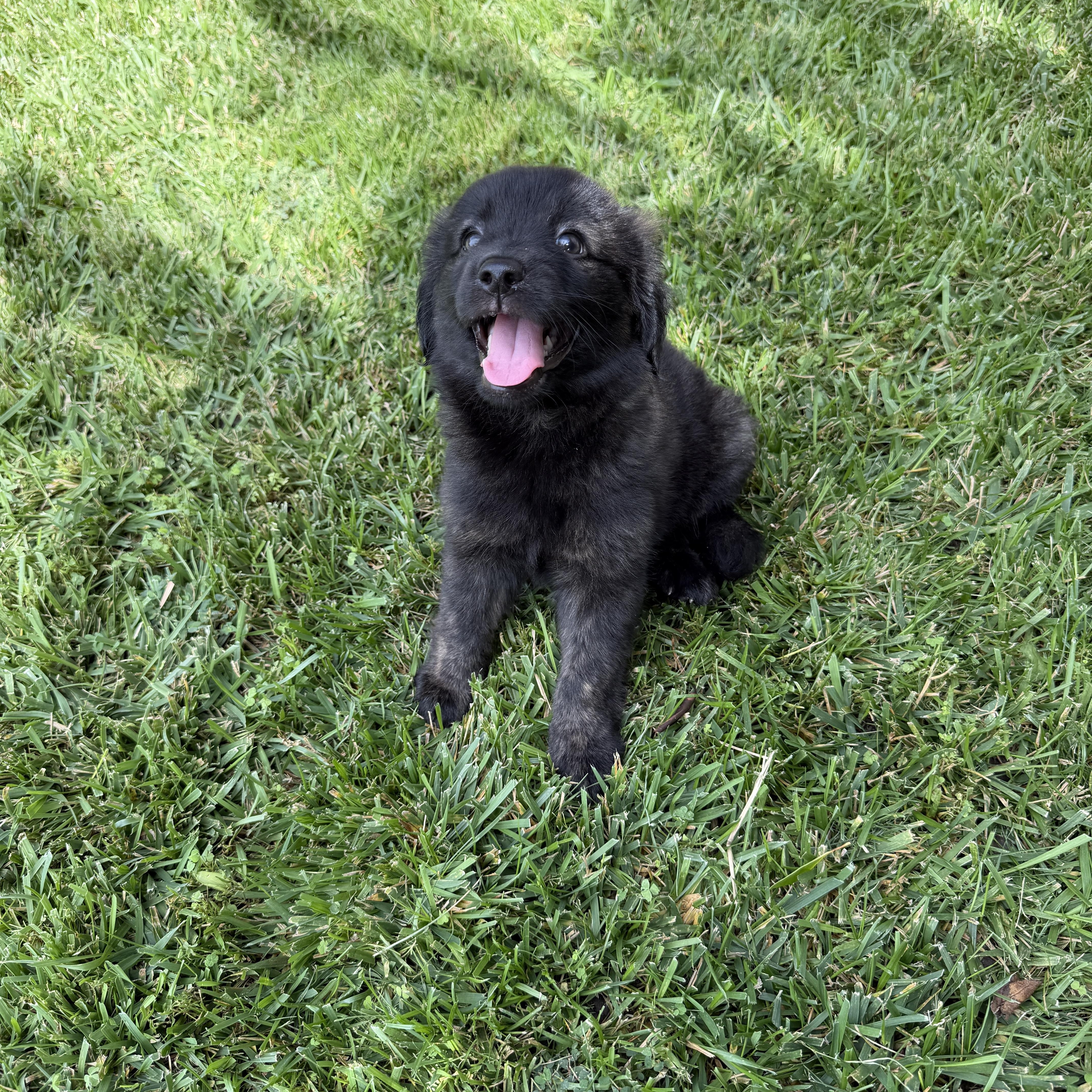 Enlarge Millie, a Adopted mixed breed in Poway, CA image 2/3