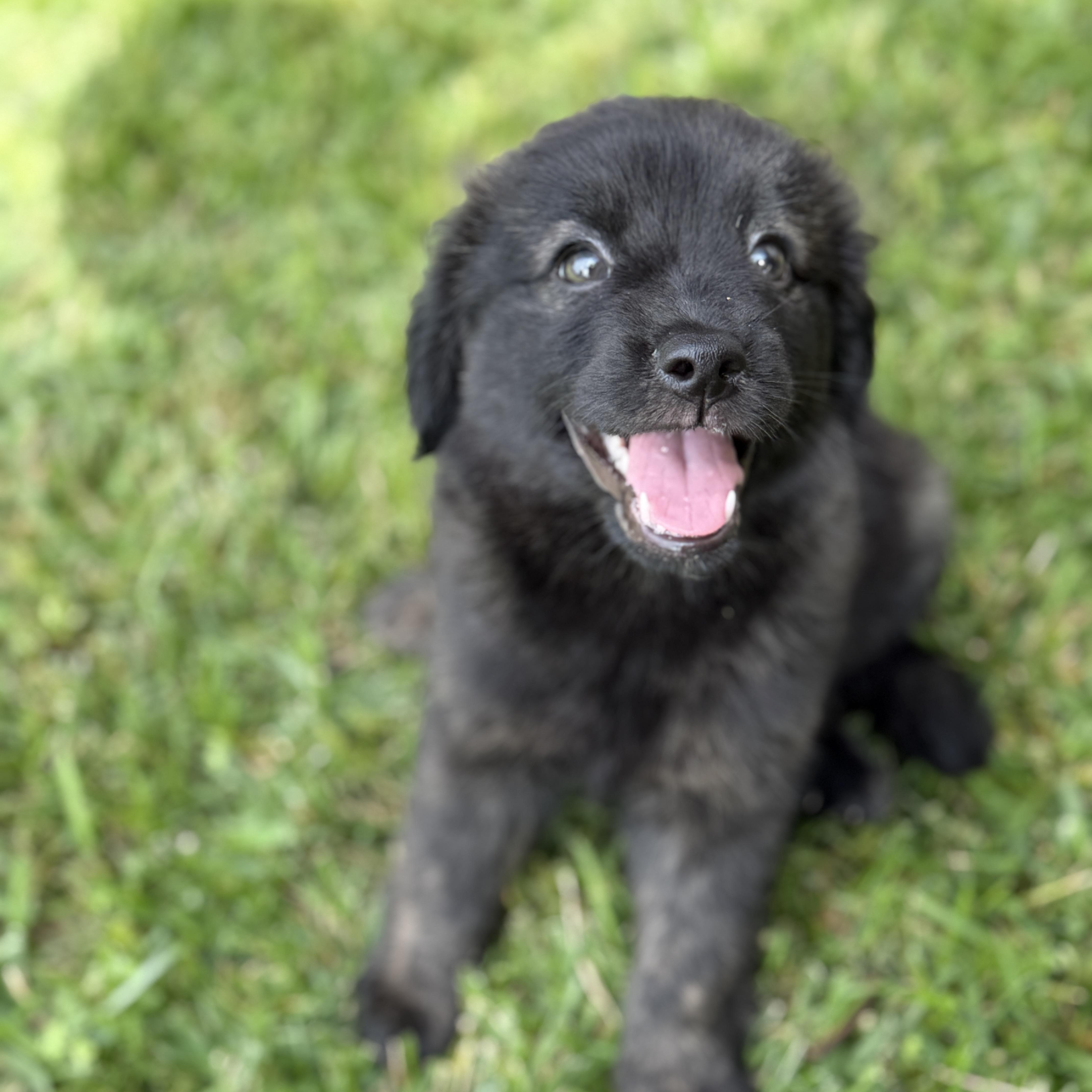 Millie, Adopted, Puppy Female Golden Retriever & Flat-Coated Retriever.