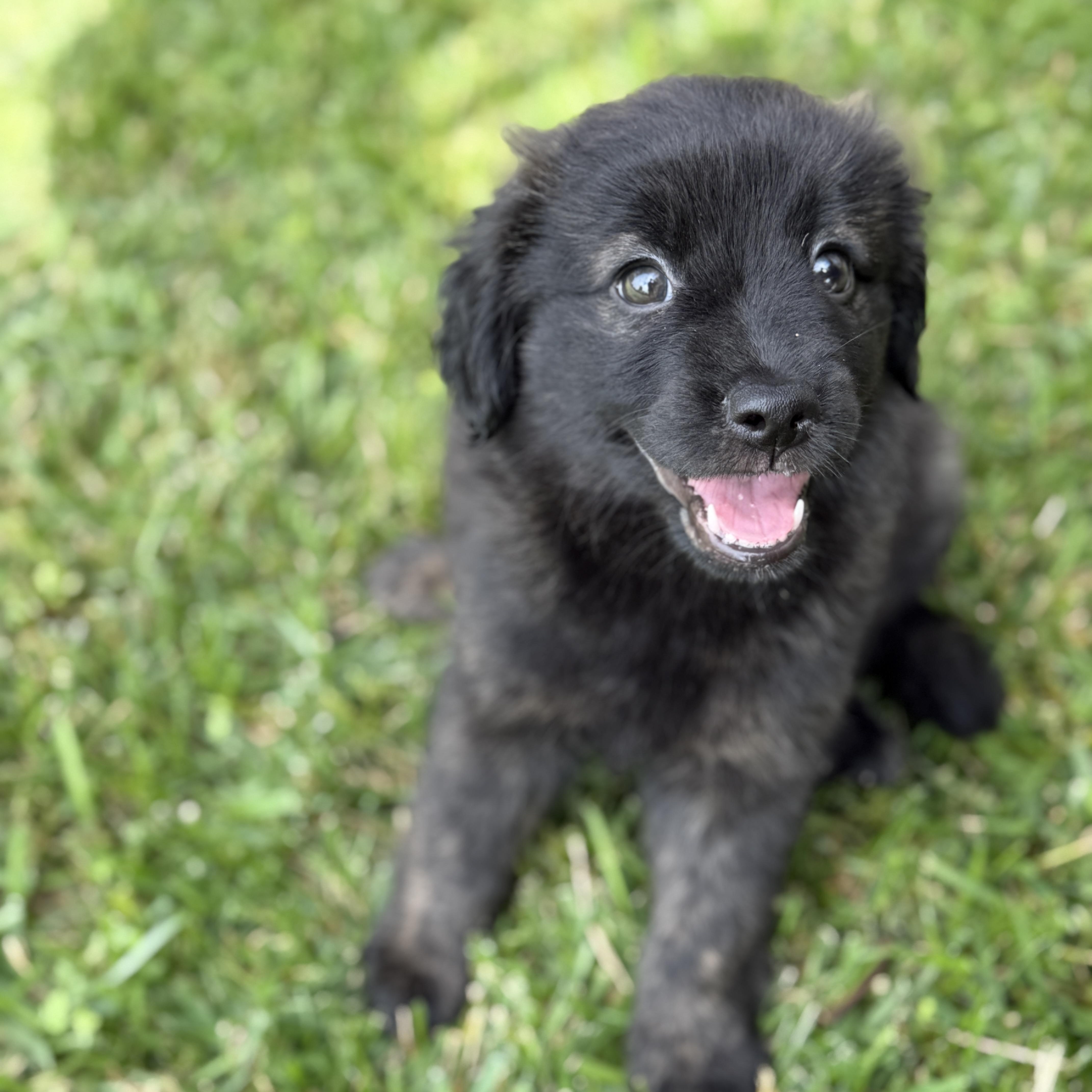 Enlarge Millie, a Adopted mixed breed in Poway, CA image 3/3