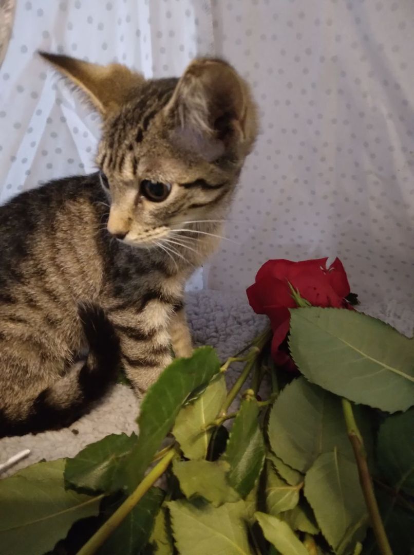 Enlarge Pegasus - RICHMOND, IN, a Adoptable Domestic Short Hair in LOWELL, IN image 1/1