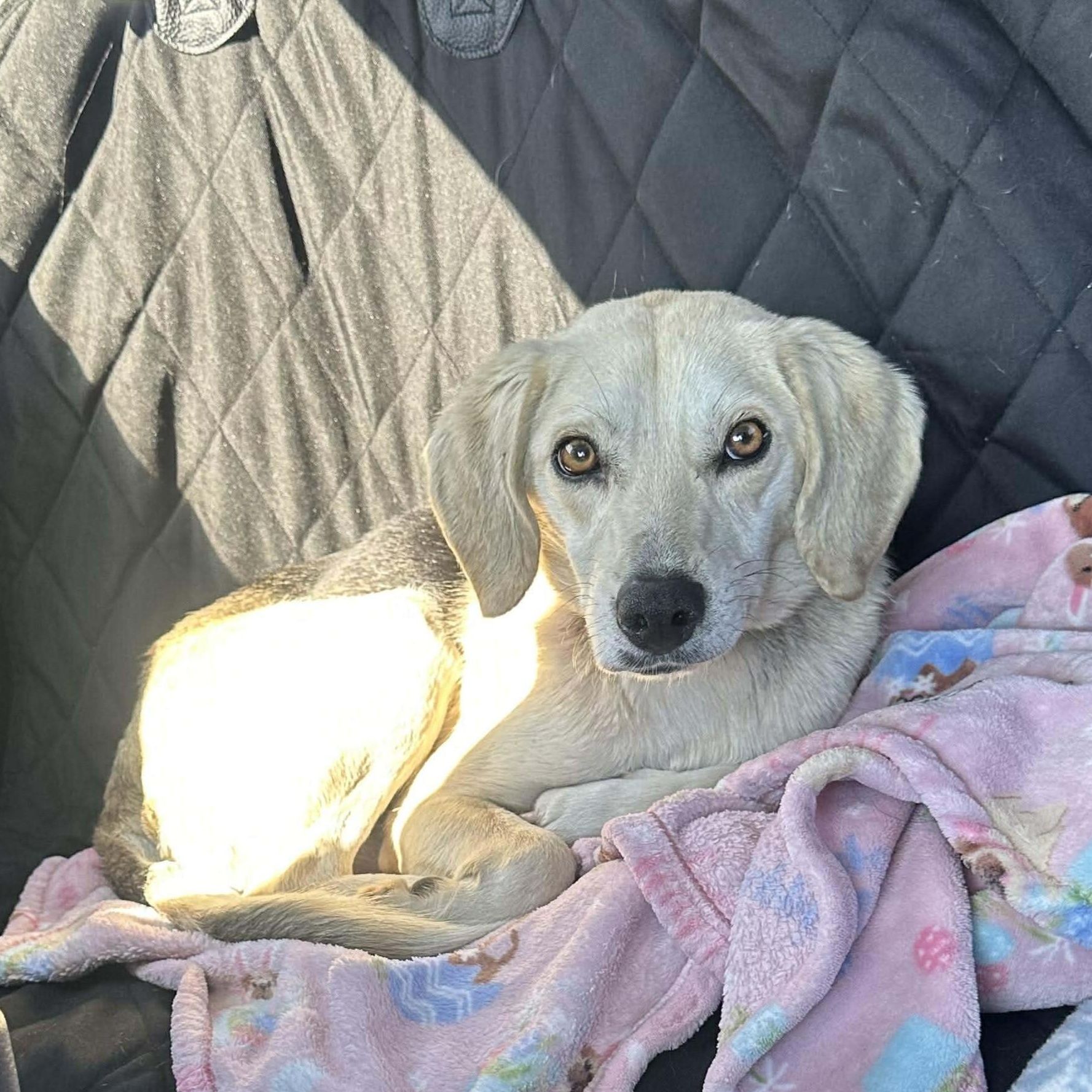 Enlarge Camille, a ADOPTABLE Beagle in Stoughton, MA image 1/5
