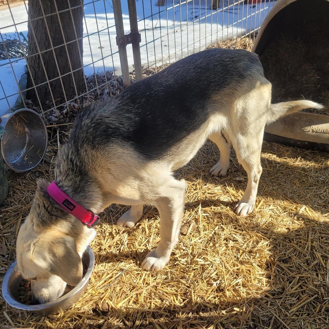 Enlarge Camille, a ADOPTABLE Beagle in Stoughton, MA image 5/5
