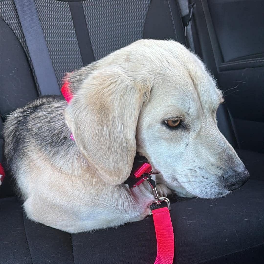 Enlarge Camille, a ADOPTABLE Beagle in Stoughton, MA image 2/5