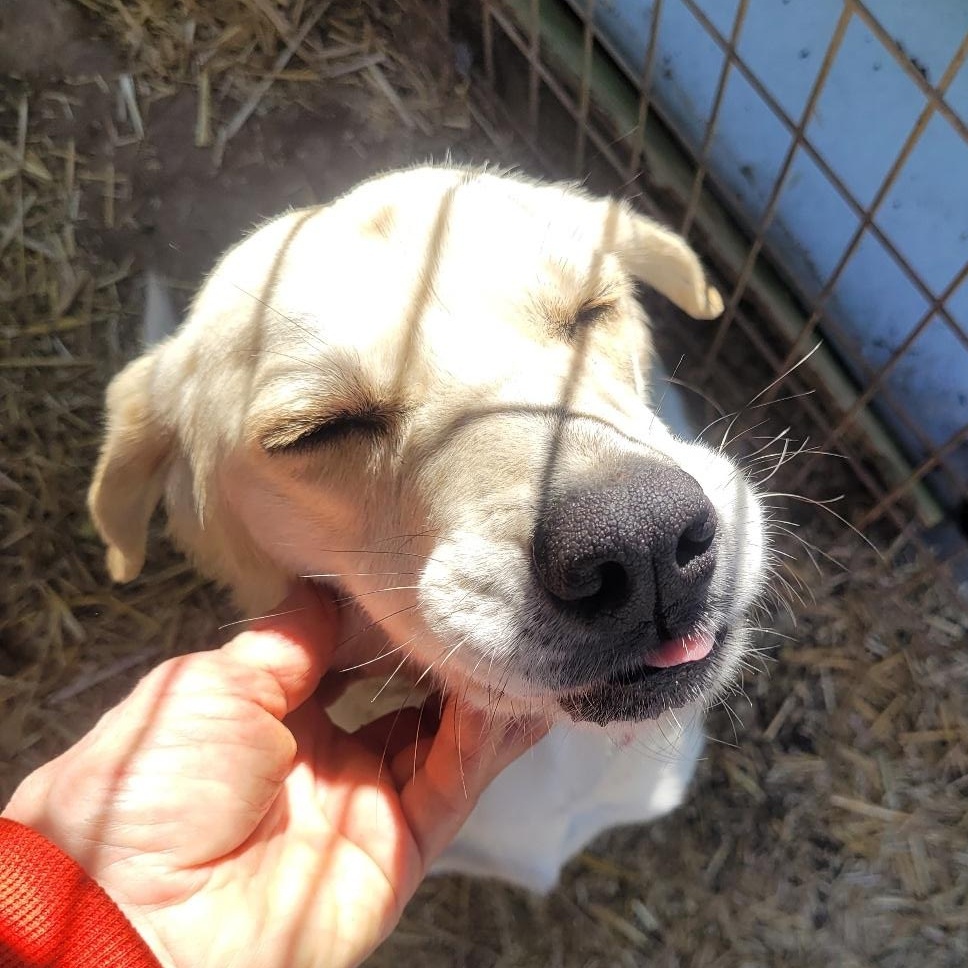 Enlarge Camille, a ADOPTABLE Beagle in Stoughton, MA image 3/5