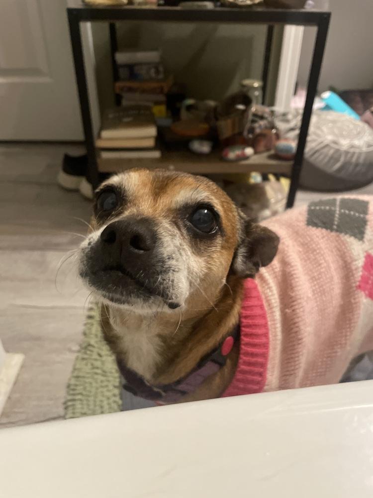 Ginny, Adoptable, Senior Female Chihuahua.