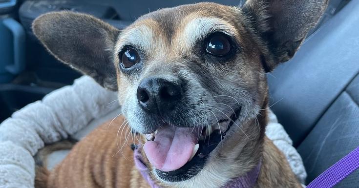 Ginny, Adoptable, Senior Female Chihuahua.