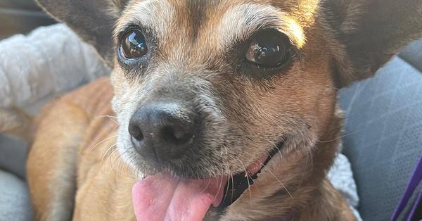 Enlarge Ginny, a Adoptable mixed breed in Newnan, GA image 2/6