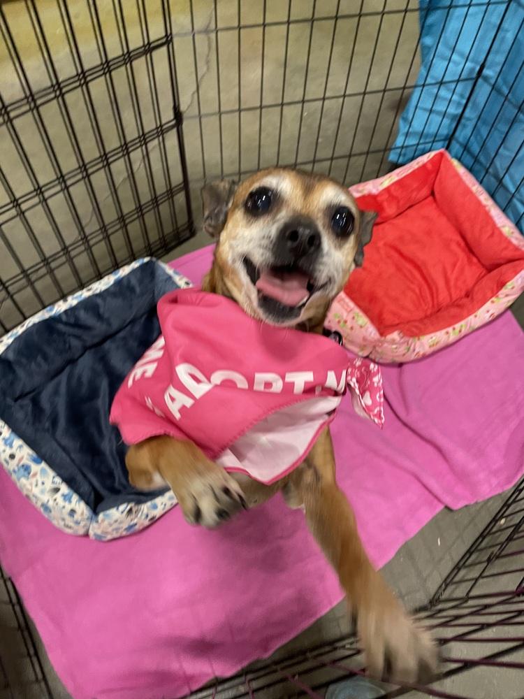 Enlarge Ginny, a Adoptable mixed breed in Newnan, GA image 3/6