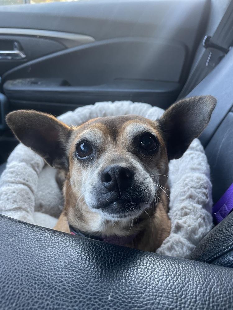 Enlarge Ginny, a Adoptable mixed breed in Newnan, GA image 4/6