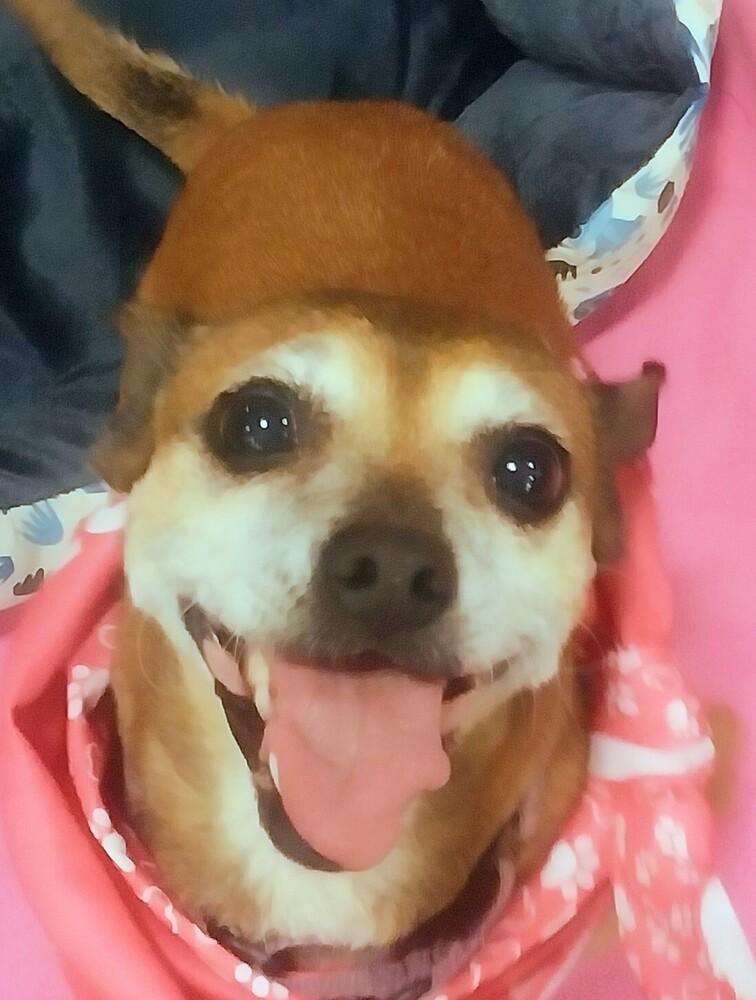 Enlarge Ginny, a Adoptable mixed breed in Newnan, GA image 5/6