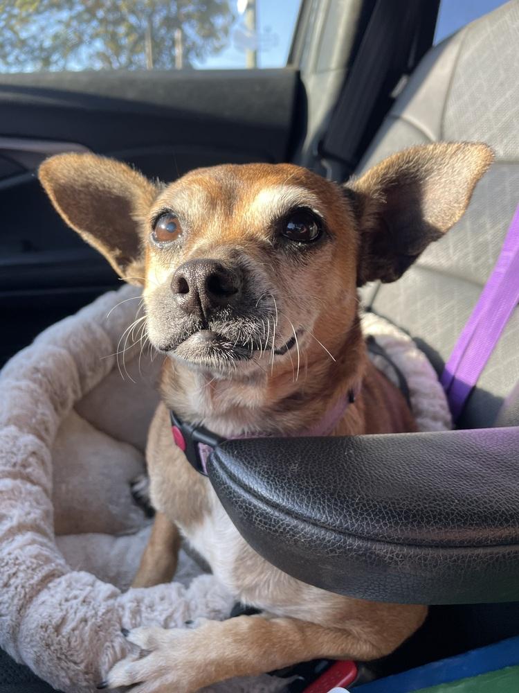 Enlarge Ginny, a Adoptable mixed breed in Newnan, GA image 6/6