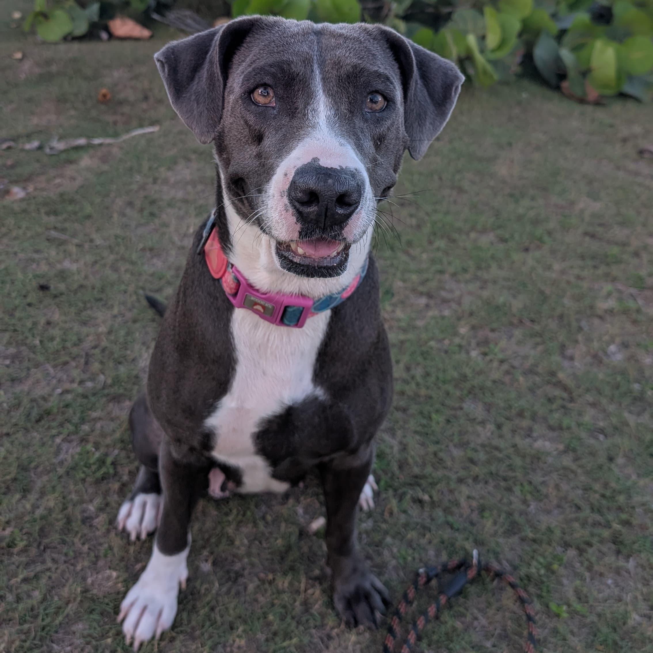 MOONPIE - literally the best, Adoptable, Adult Female Labrador Retriever & Shepherd.