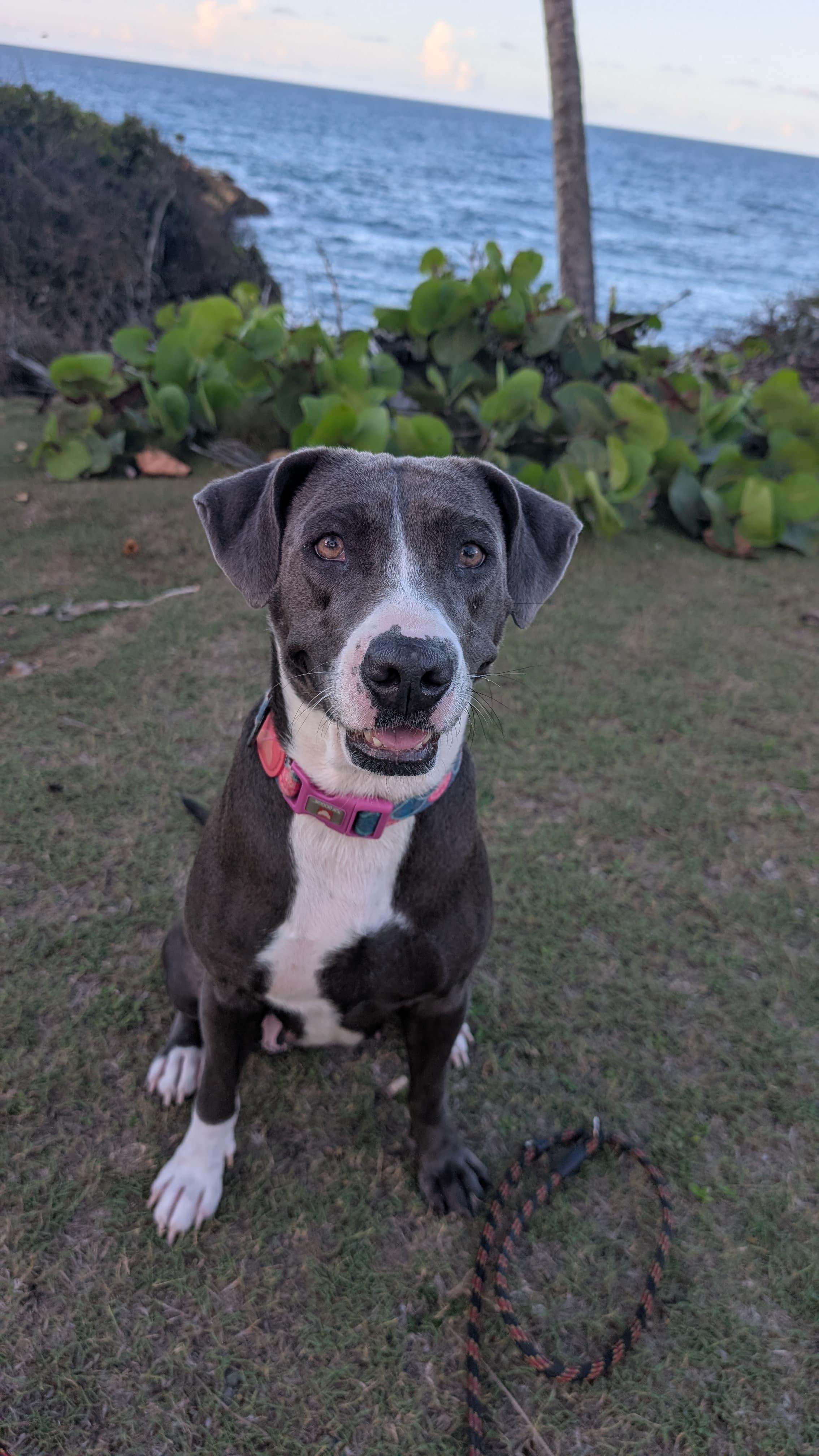 Enlarge MOONPIE - literally the best, a Adoptable mixed breed in Baltimore, MD image 2/6