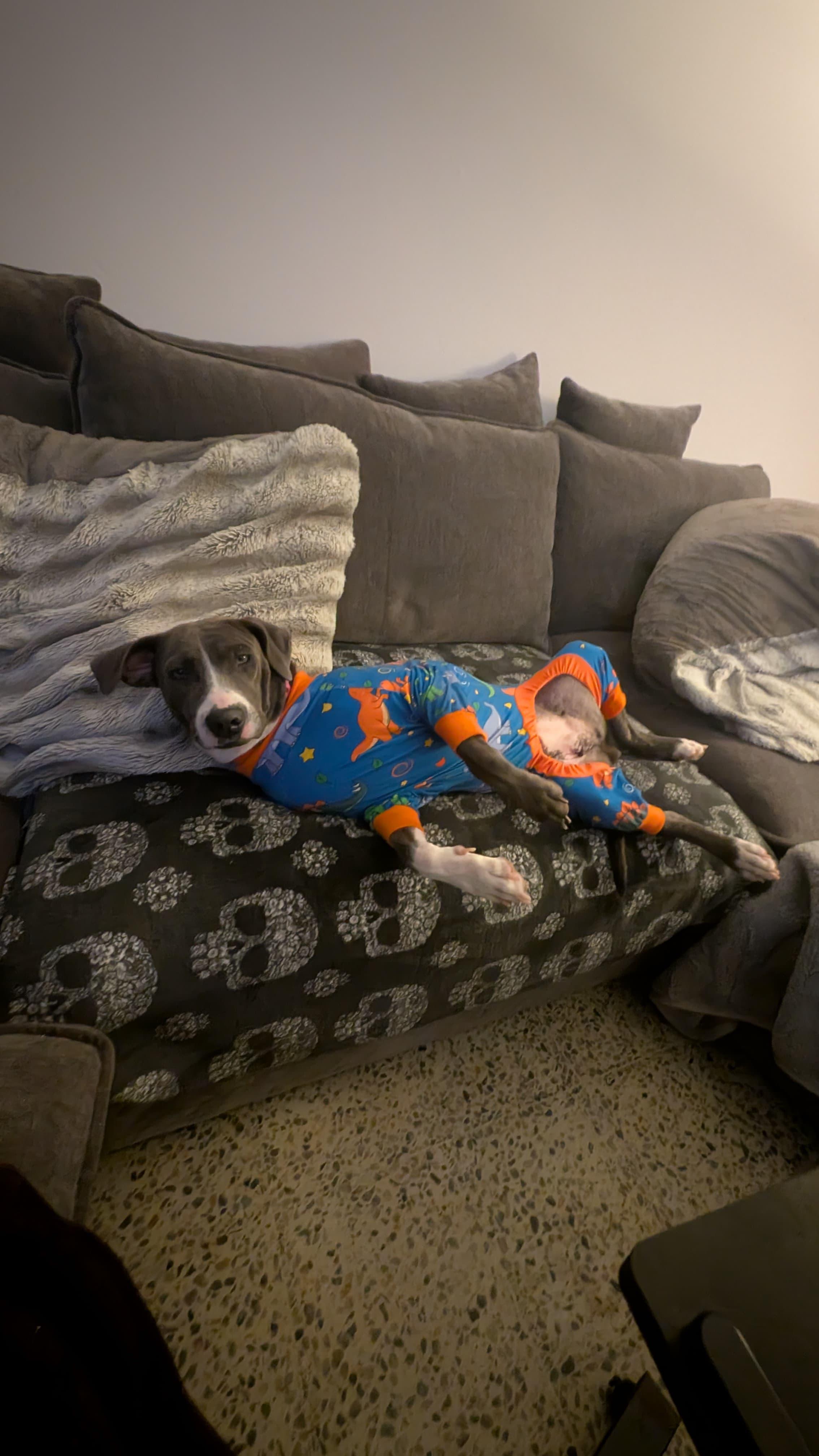 Enlarge MOONPIE - literally the best, a Adoptable mixed breed in Baltimore, MD image 5/6