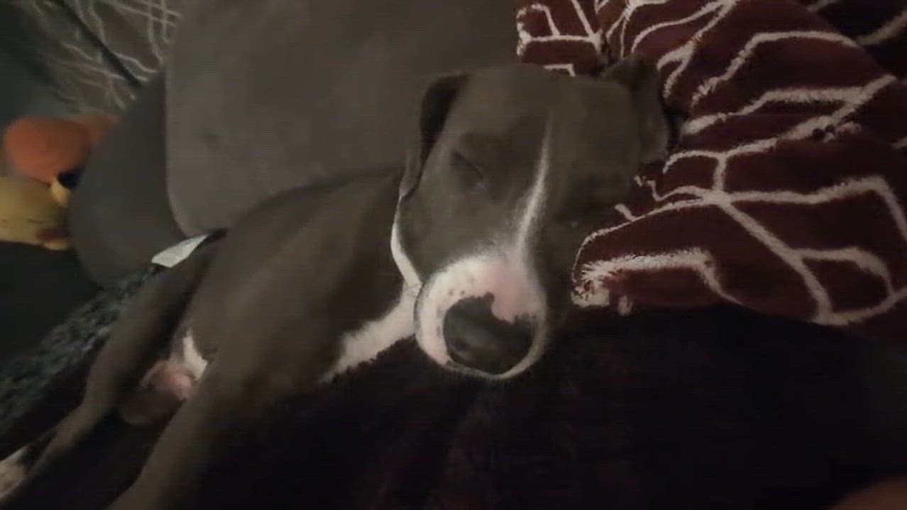 Enlarge MOONPIE - literally the best, a Adoptable mixed breed in Baltimore, MD video 4/6