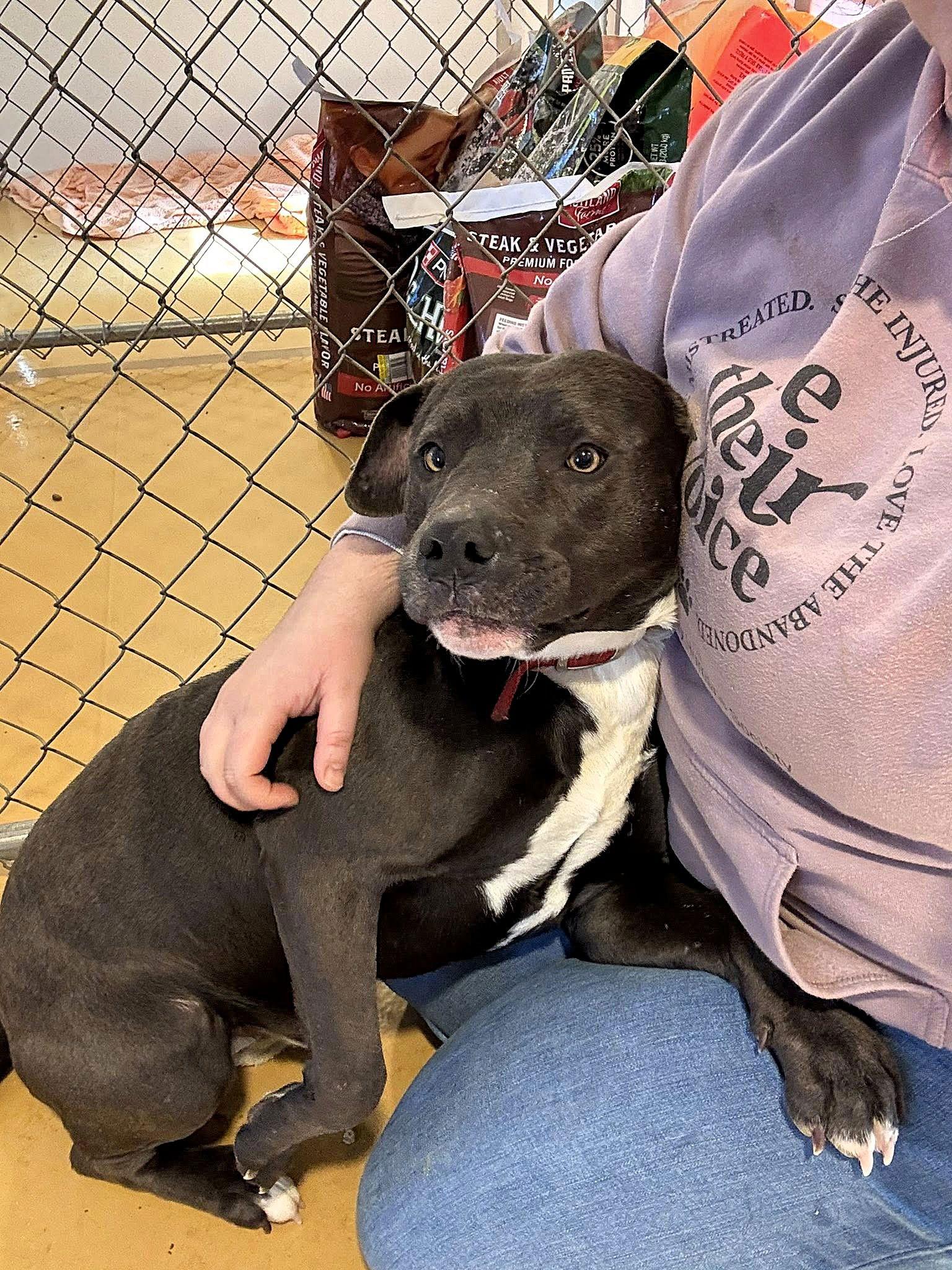 Kilo (1yo, 50lbs), Adopted, Adult Male Pit Bull Terrier.