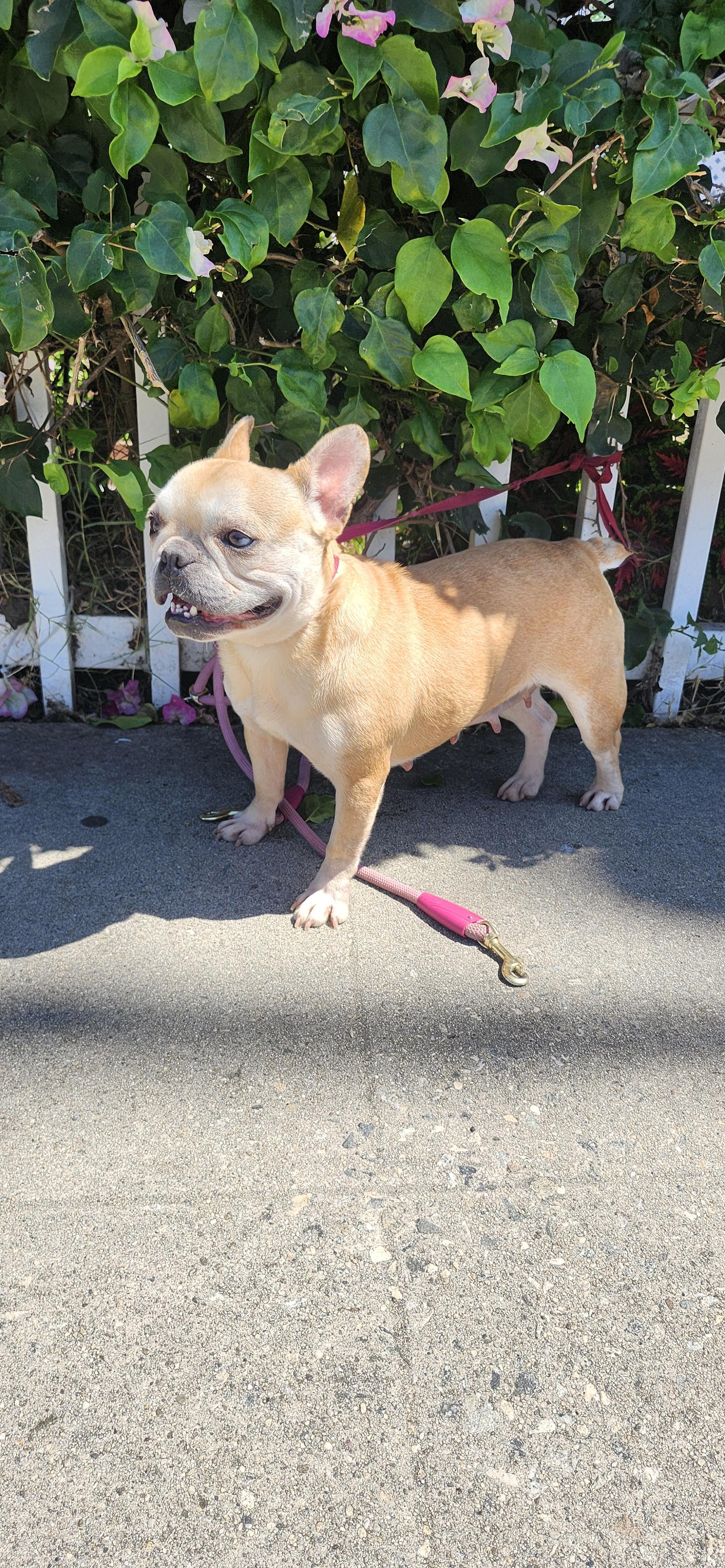 Zena, an adopted French Bulldog in Torrance, CA image 4/4