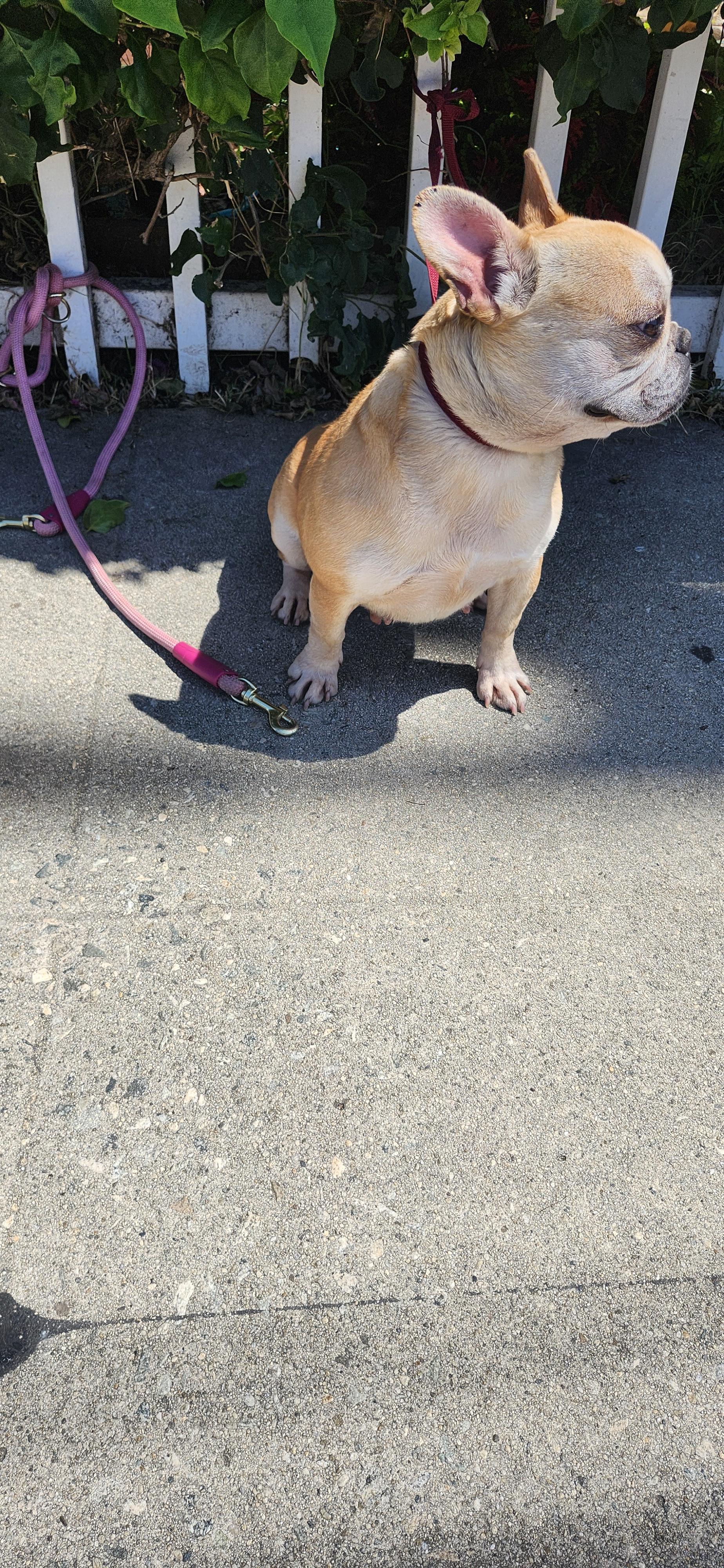 Zena, an adopted French Bulldog in Torrance, CA image 3/4