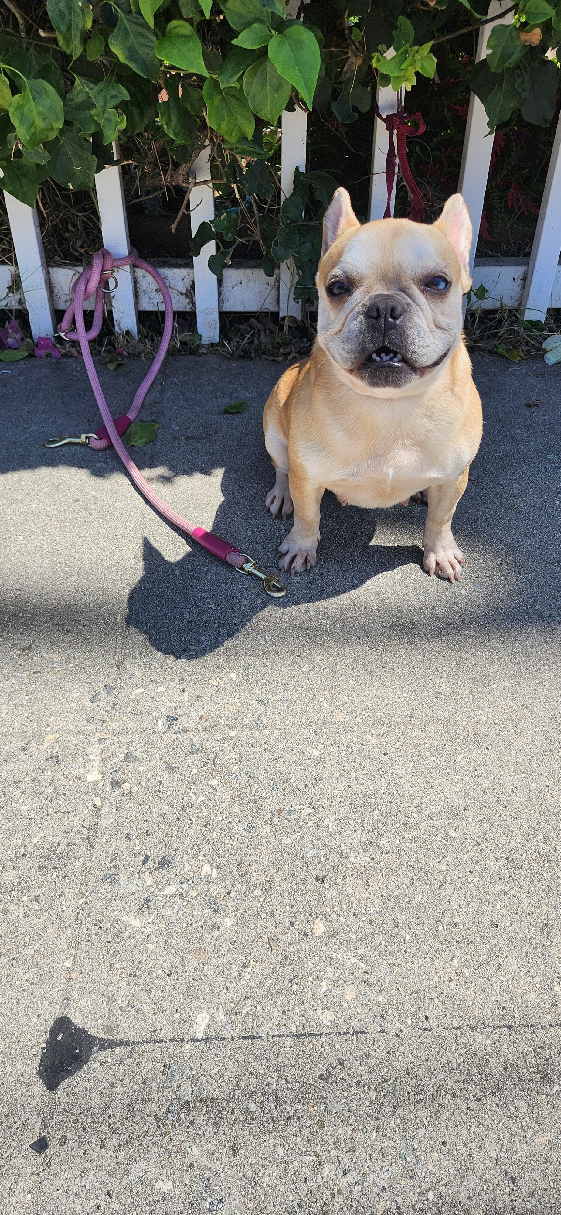 Zena, an adopted French Bulldog in Torrance, CA image 2/4