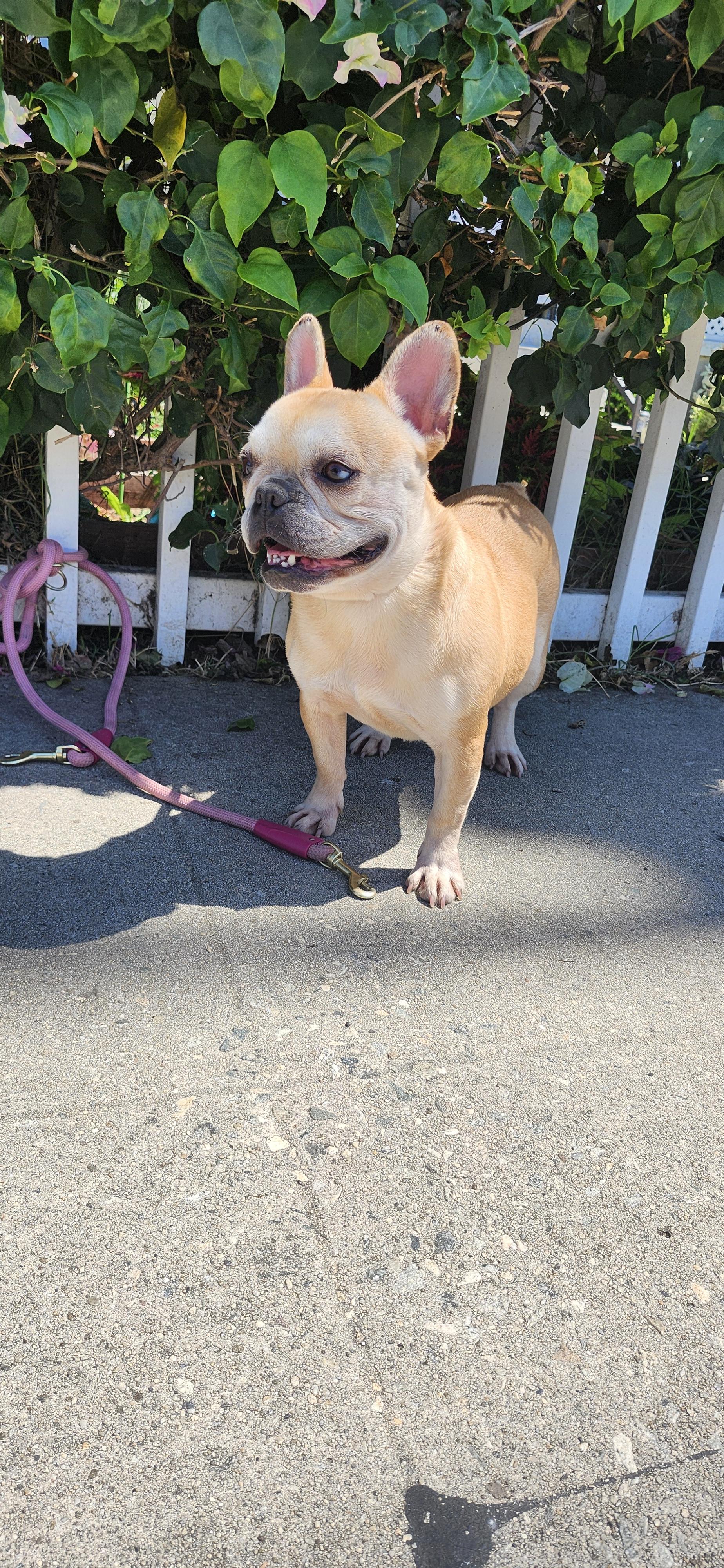 Zena, adopted, Adult Female French Bulldog.