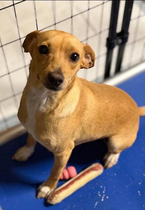 Enlarge Hannah, a Adopted mixed breed in Osteen, FL image 1/1