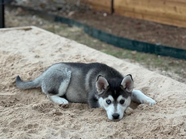 Freya, an adopted mixed breed in Dale, TX image 2/4