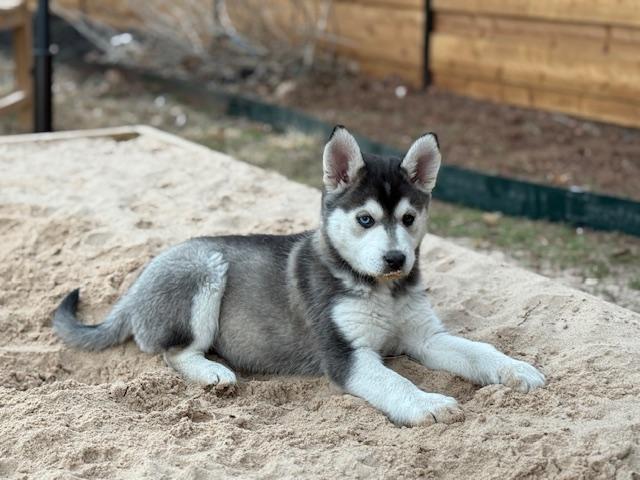 Freya, adopted, Puppy Female Siberian Husky.