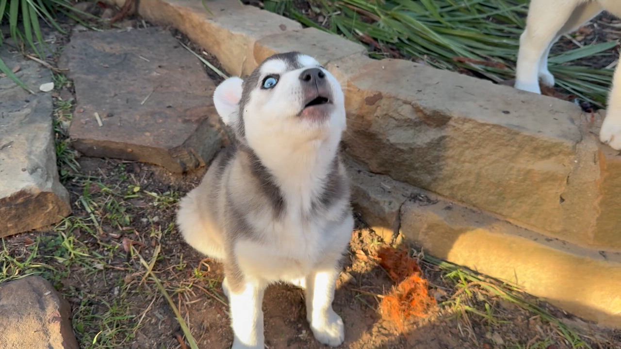 Enlarge Freya, an adopted mixed breed in Dale, TX video 4/4