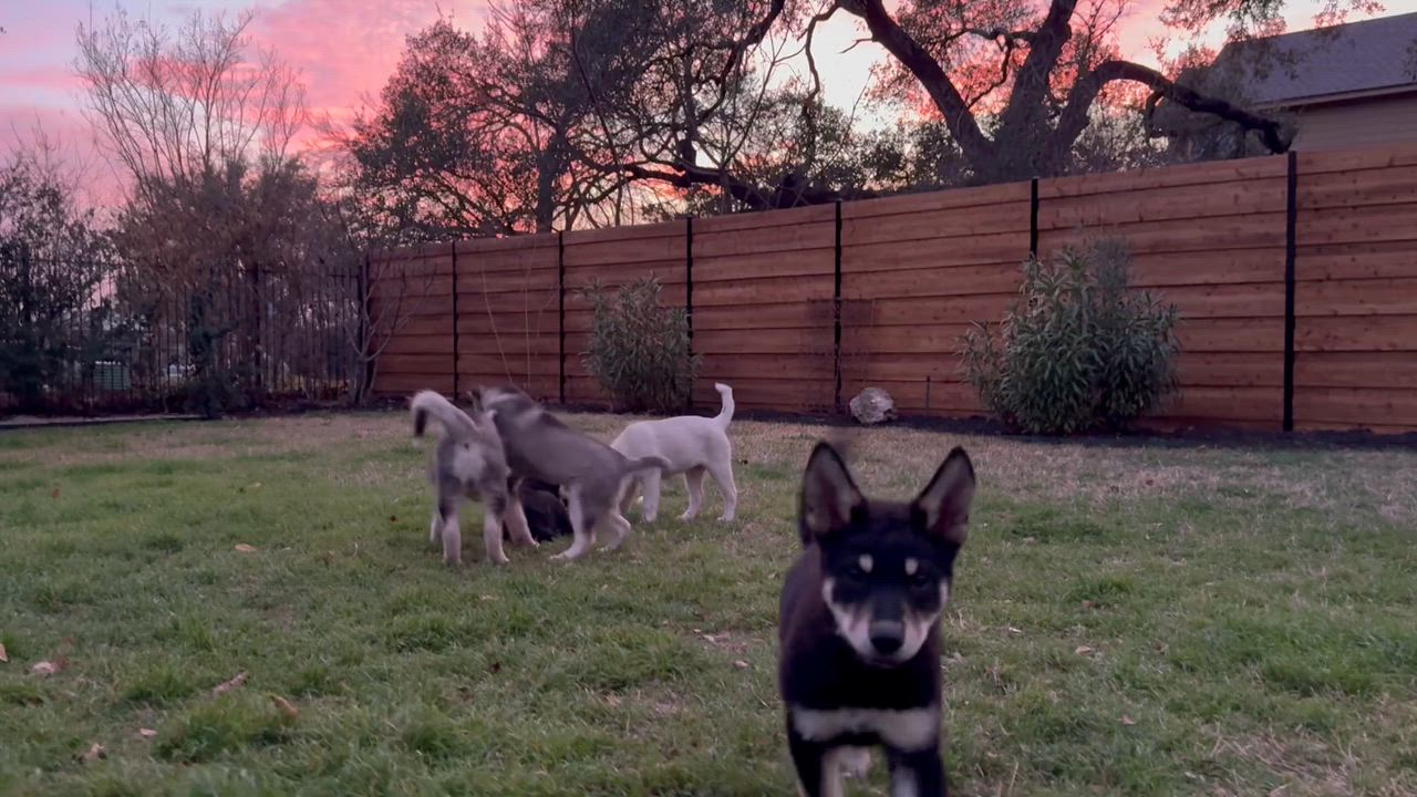 Enlarge Freya, an adopted mixed breed in Dale, TX video 3/4