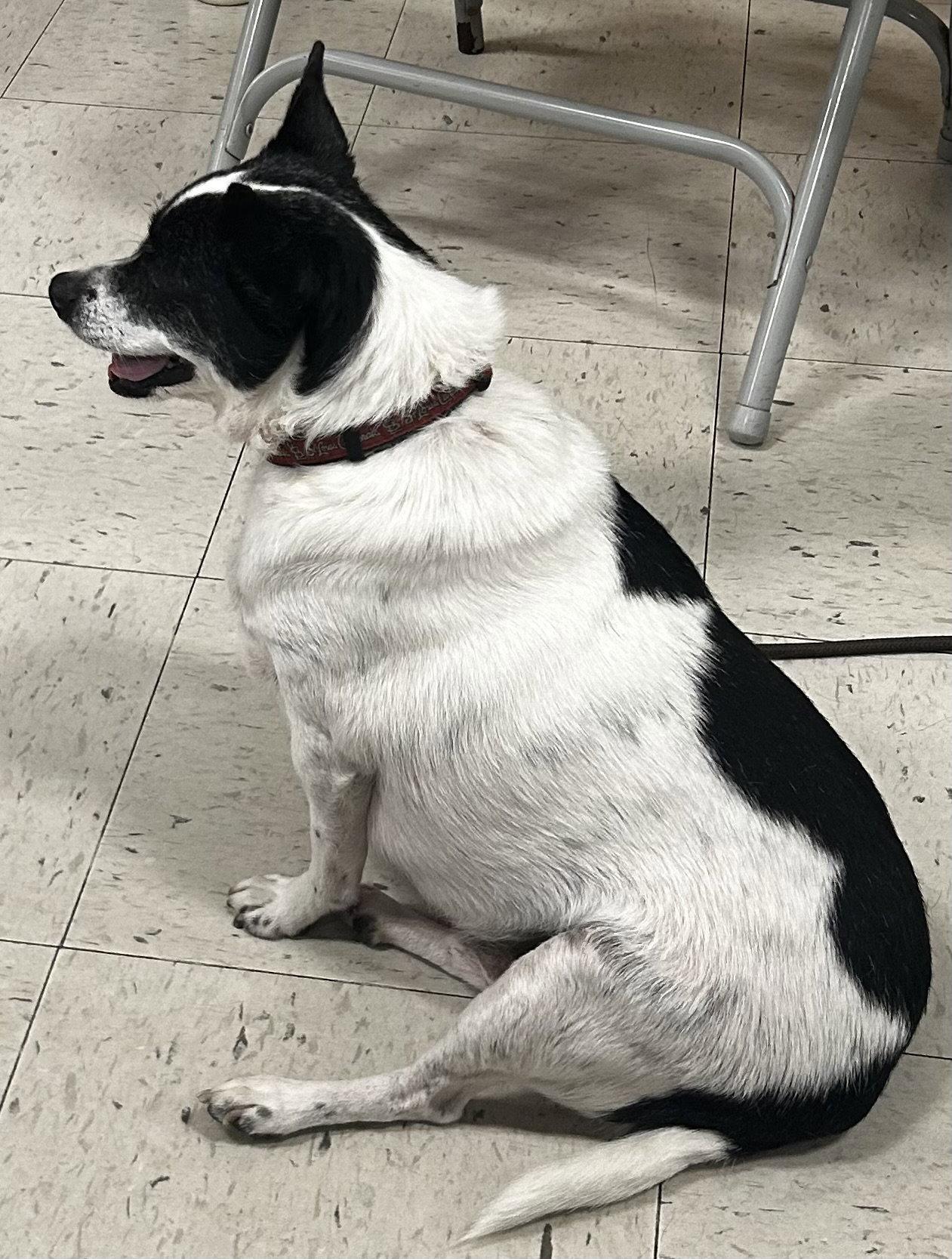 Elsa, Adoptable, Adult Male Hound & Labrador Retriever.