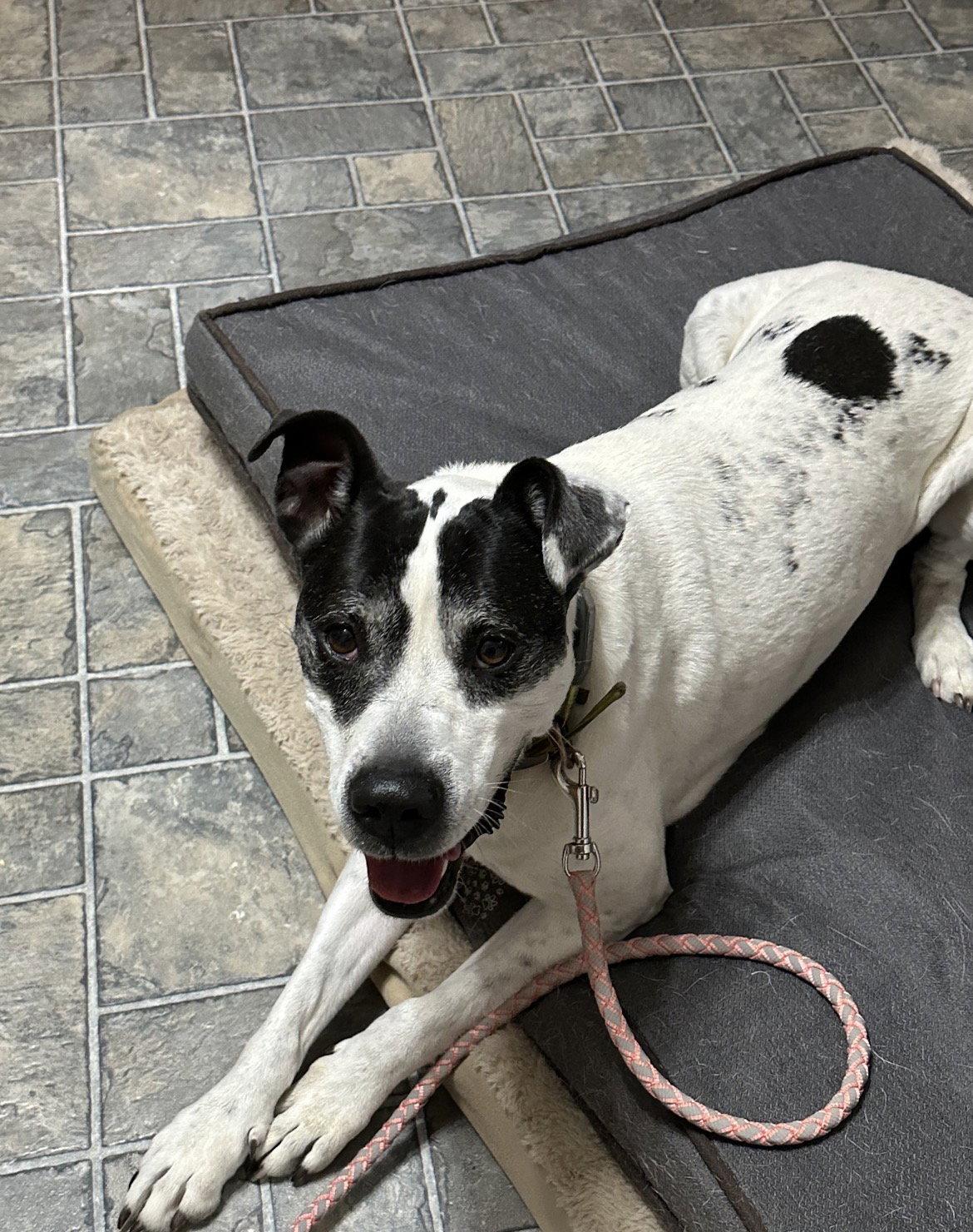 Enlarge Elsa, a Adoptable mixed breed in O'Fallon, MO image 2/3