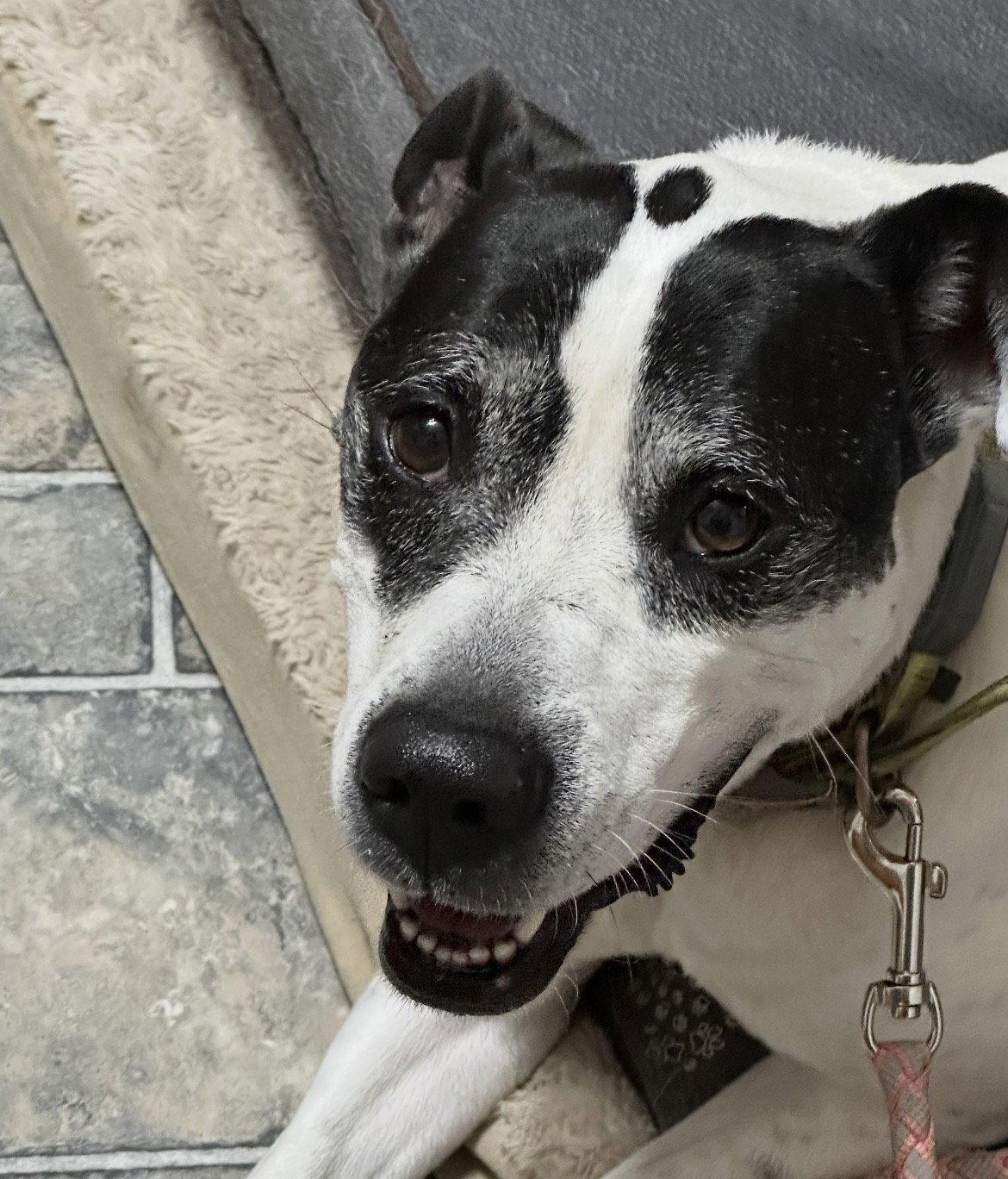 Enlarge Elsa, a Adoptable mixed breed in O'Fallon, MO image 3/3