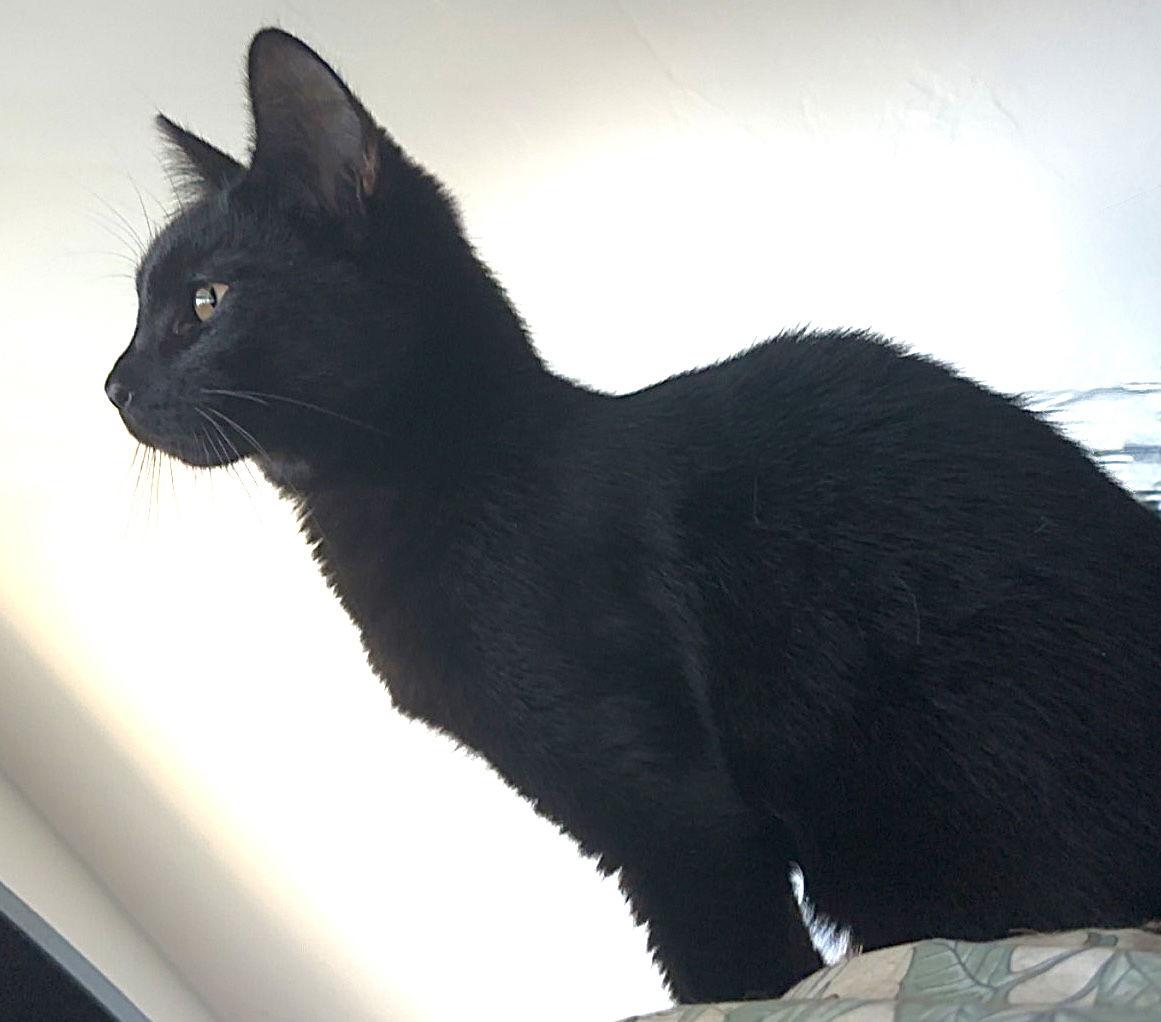 Enlarge Nipsy, a Adoptable Domestic Short Hair in Fort Myers, FL image 1/1