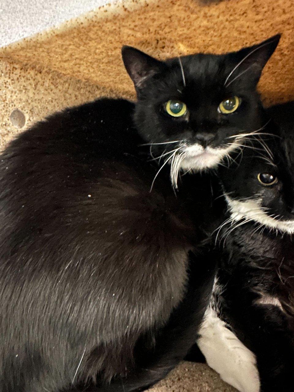 Enlarge Felicette, a Adoptable Domestic Short Hair in Raleigh, NC image 1/4