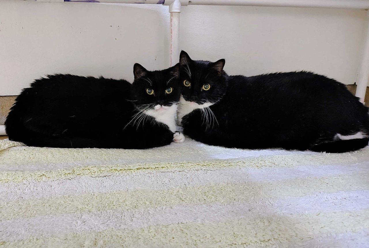 Enlarge Felicette, a Adoptable Domestic Short Hair in Raleigh, NC image 2/4