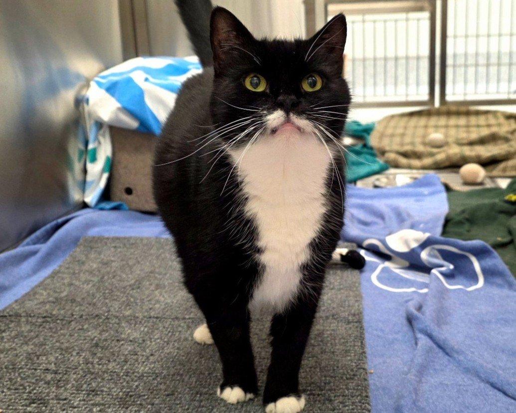 Enlarge Felicette, a Adoptable Domestic Short Hair in Raleigh, NC image 3/4