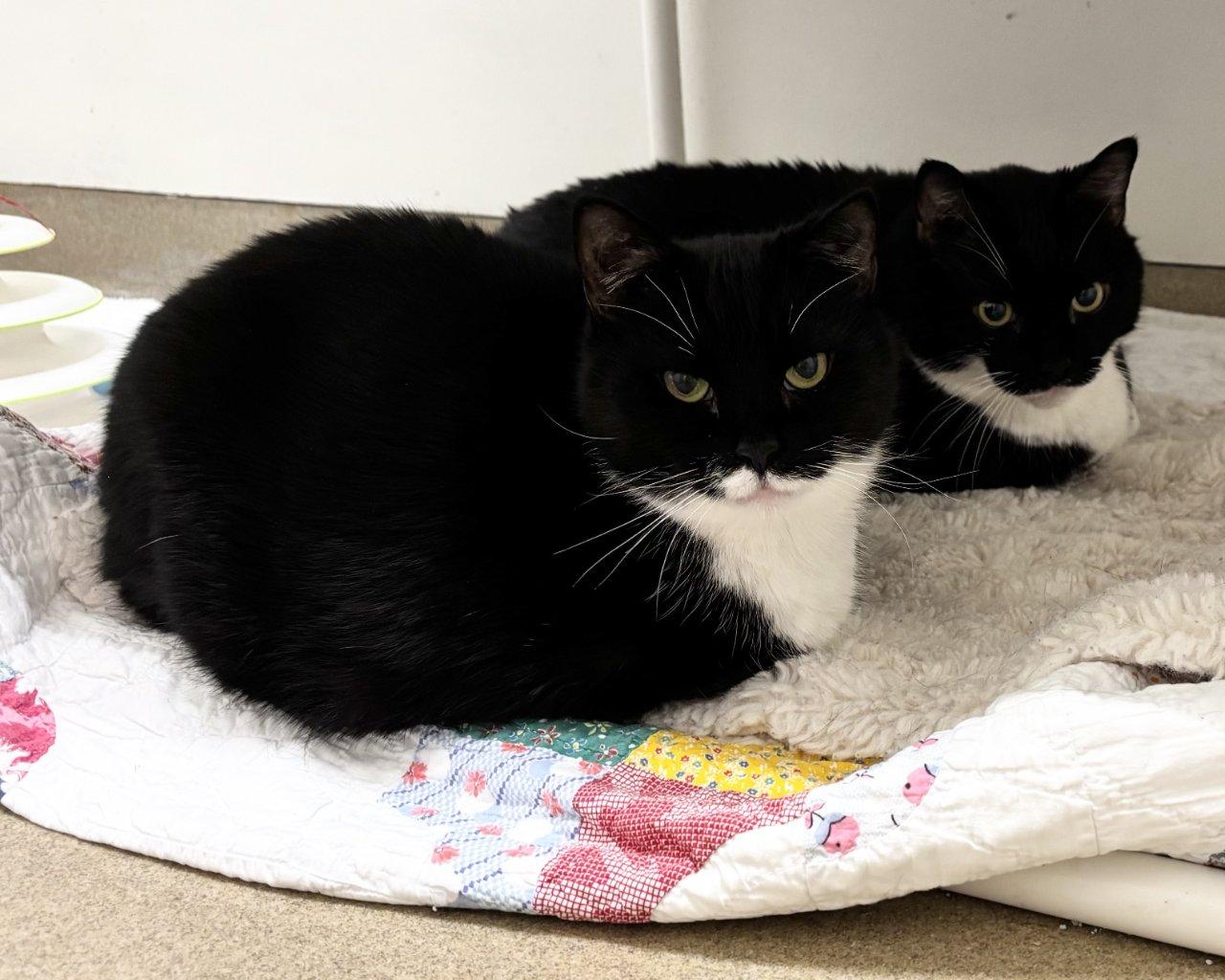 Enlarge Felicette, a Adoptable Domestic Short Hair in Raleigh, NC image 4/4