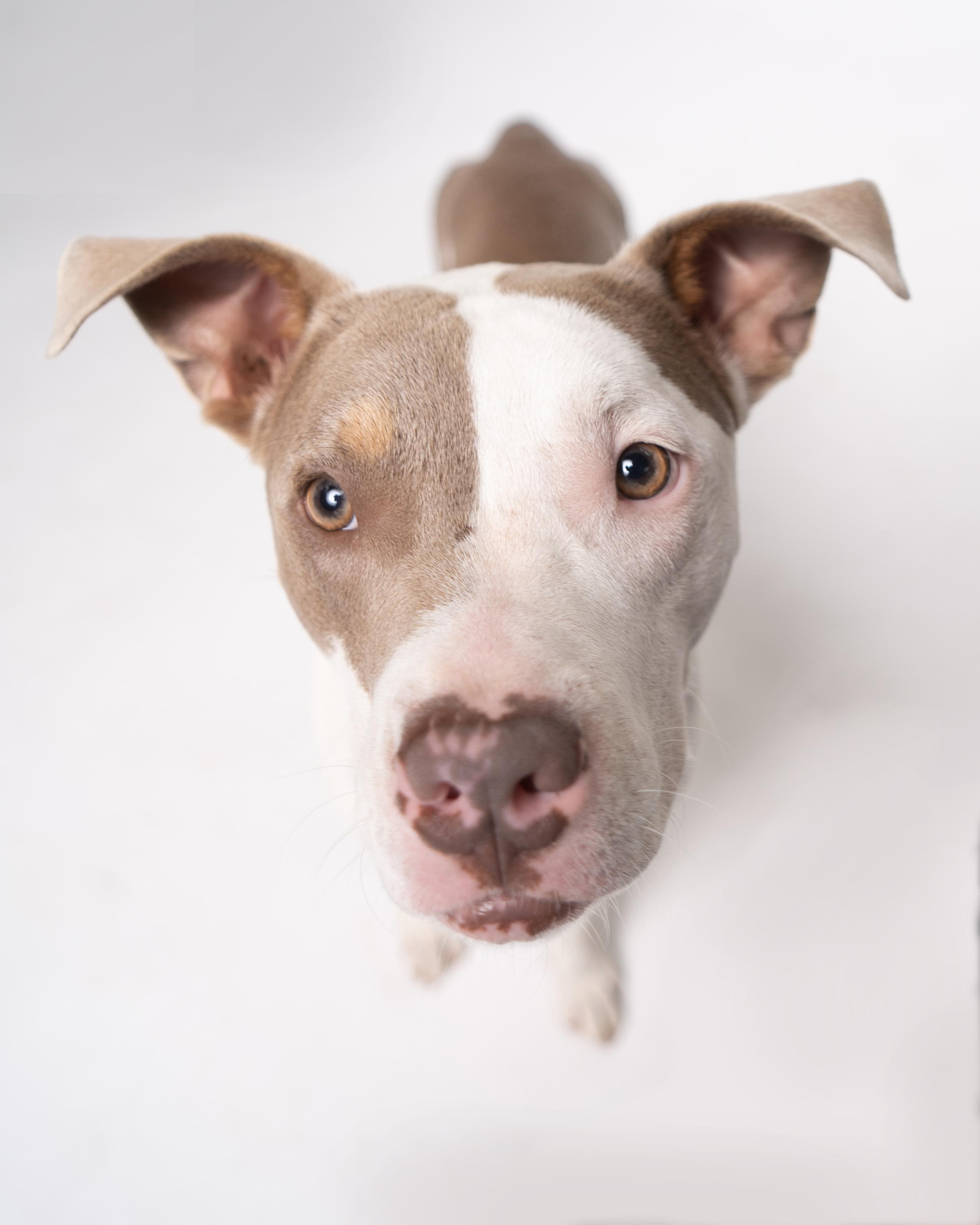 Camelo, a Adoptable mixed breed in Houston, TX image 5/6