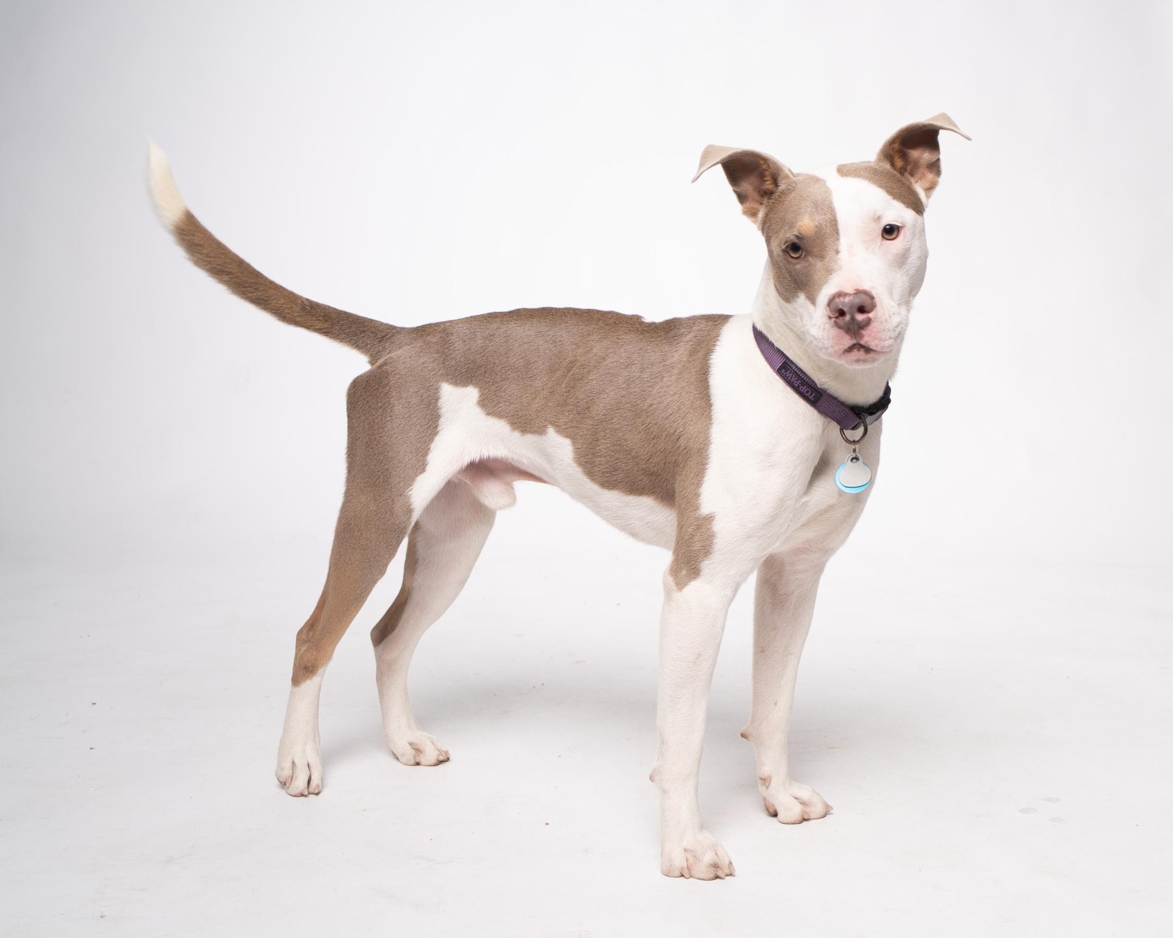 Camelo, a Adoptable mixed breed in Houston, TX image 6/6